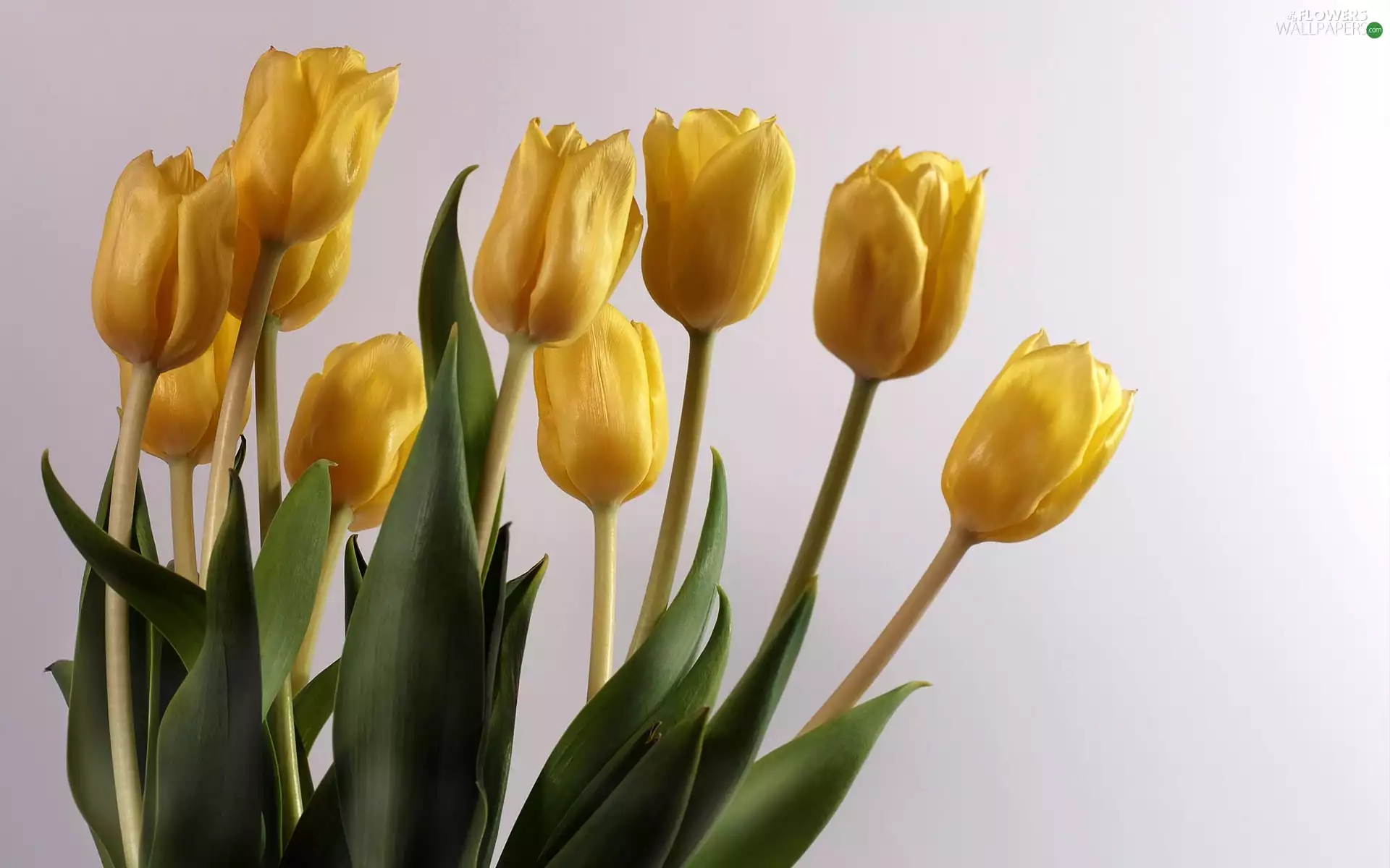 Yellow, Tulips