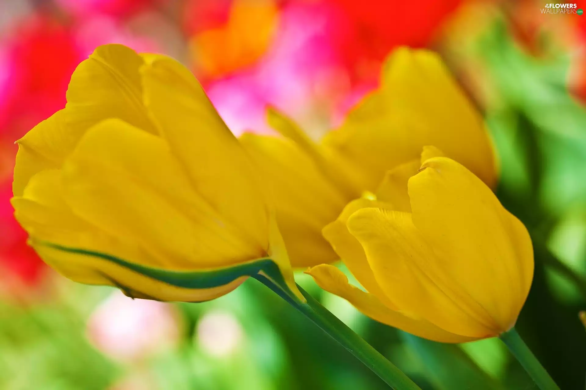 Yellow, Tulips