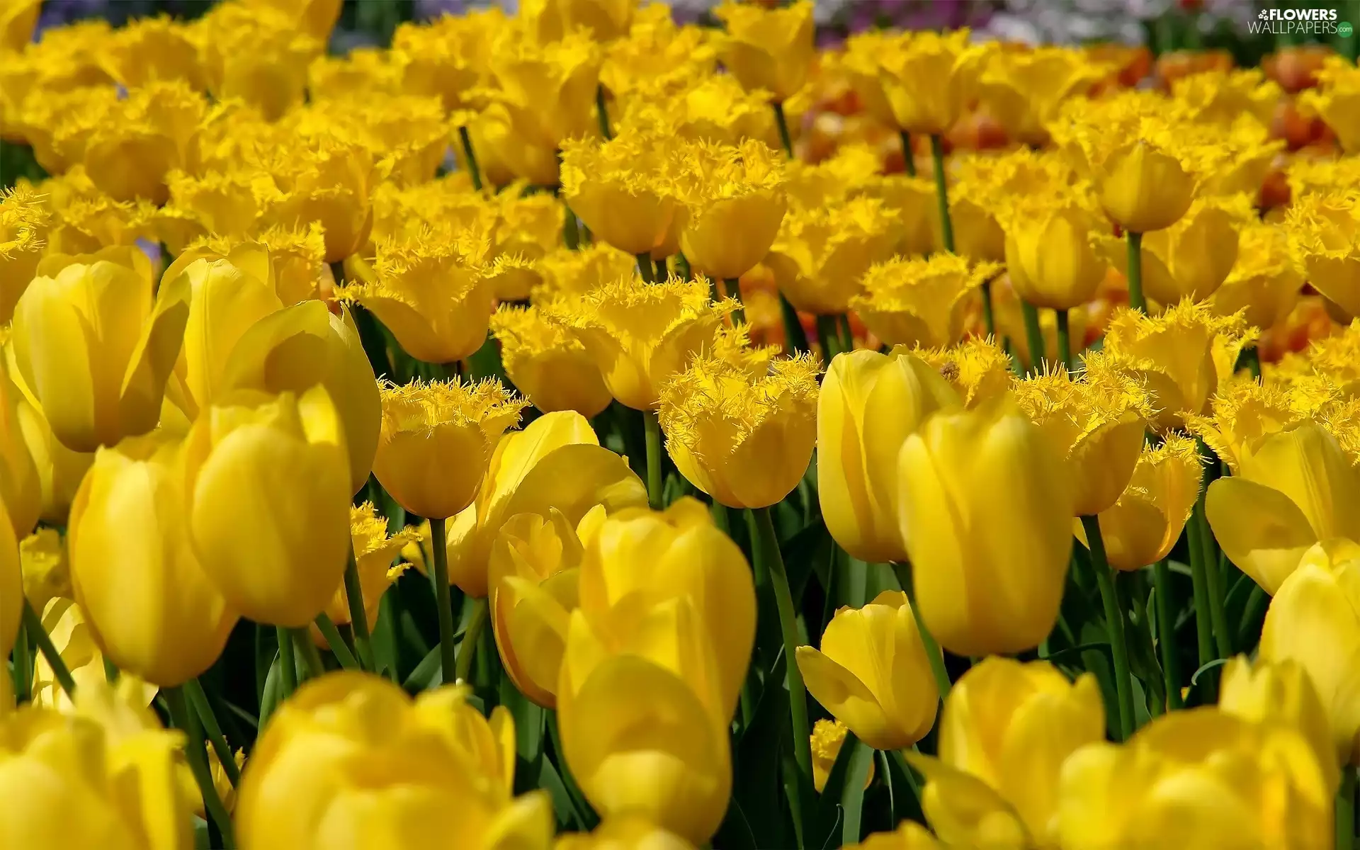 Yellow, Tulips