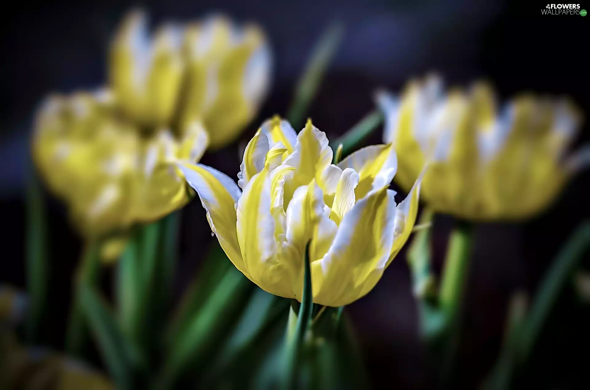 Yellow, Tulips