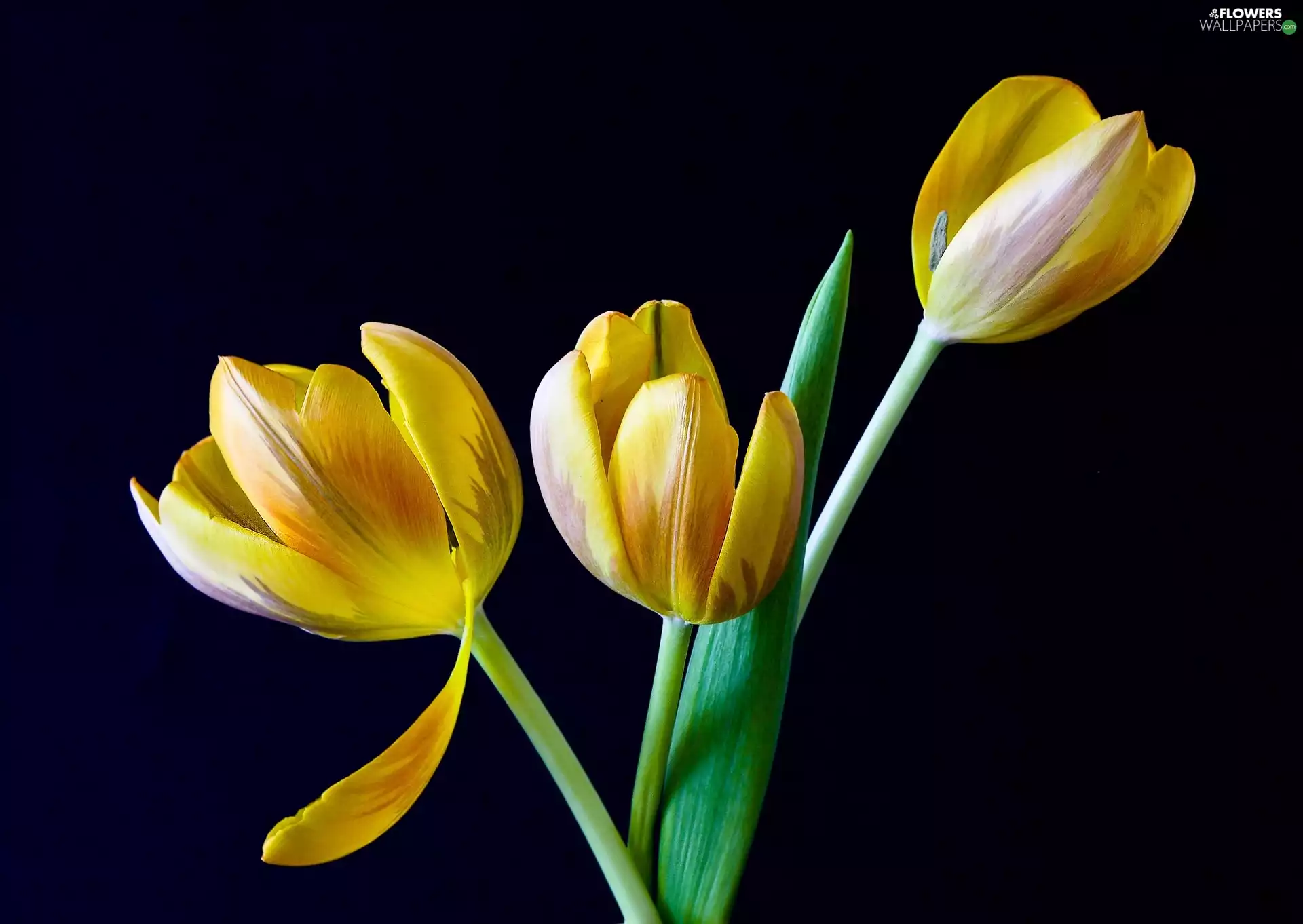 Yellow, Black, background, Tulips