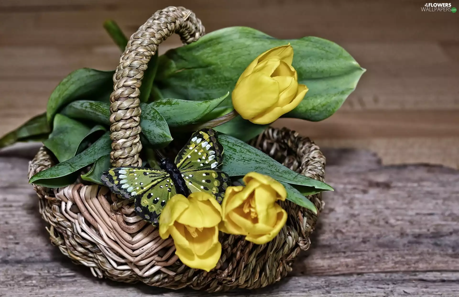 Yellow, butterfly, basket, Tulips