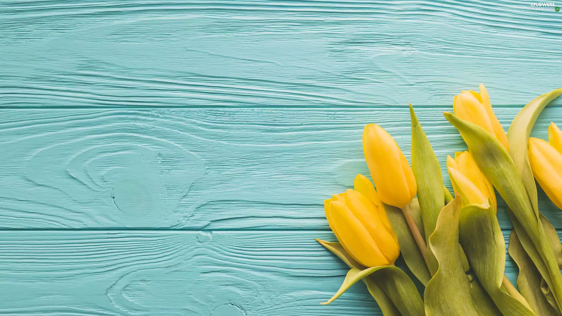 Yellow, Blue, boarding, Tulips