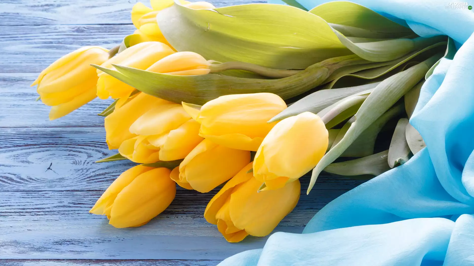 Yellow, stuff, boarding, Tulips