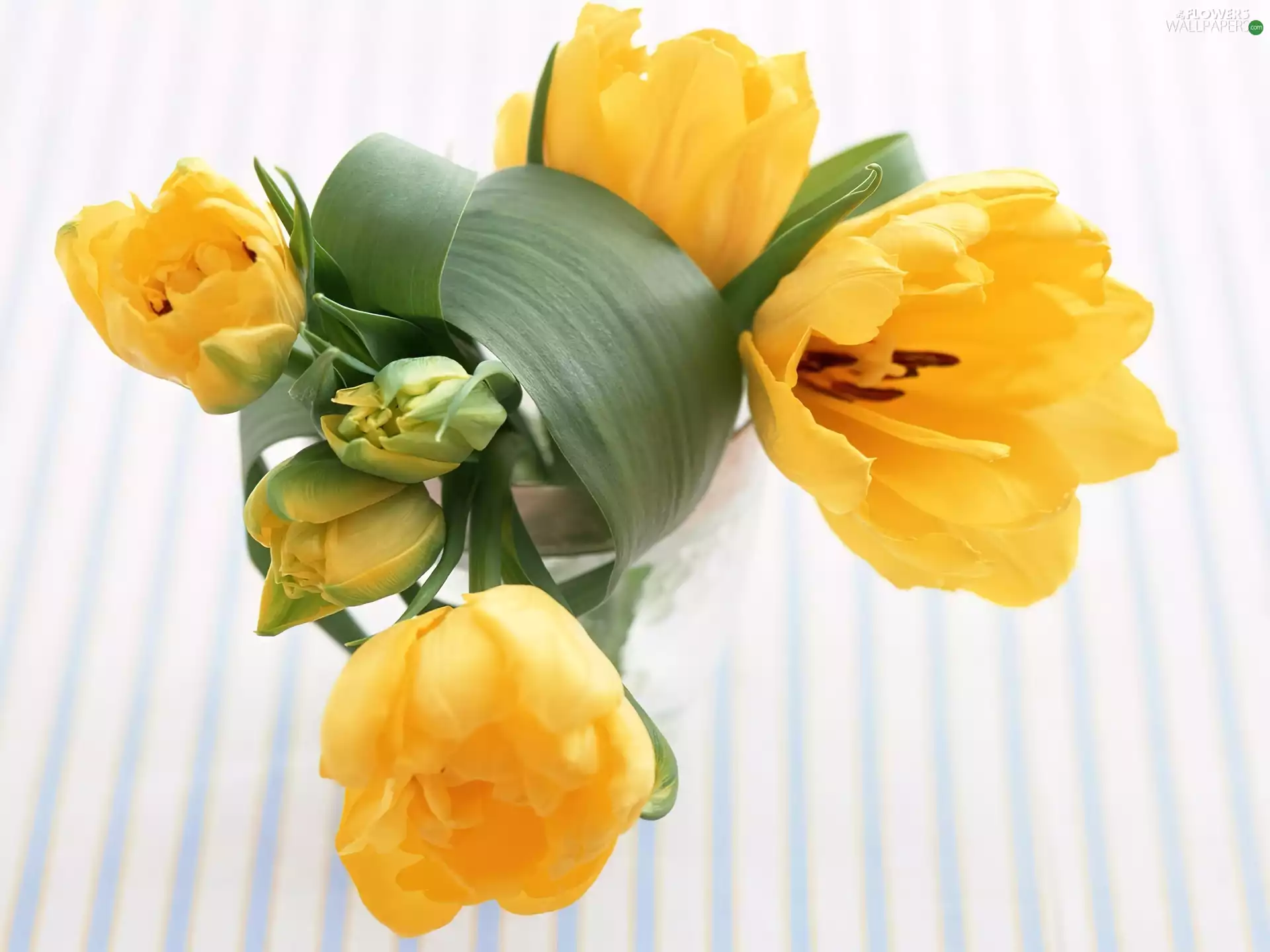 tulips, bouquet, yellow