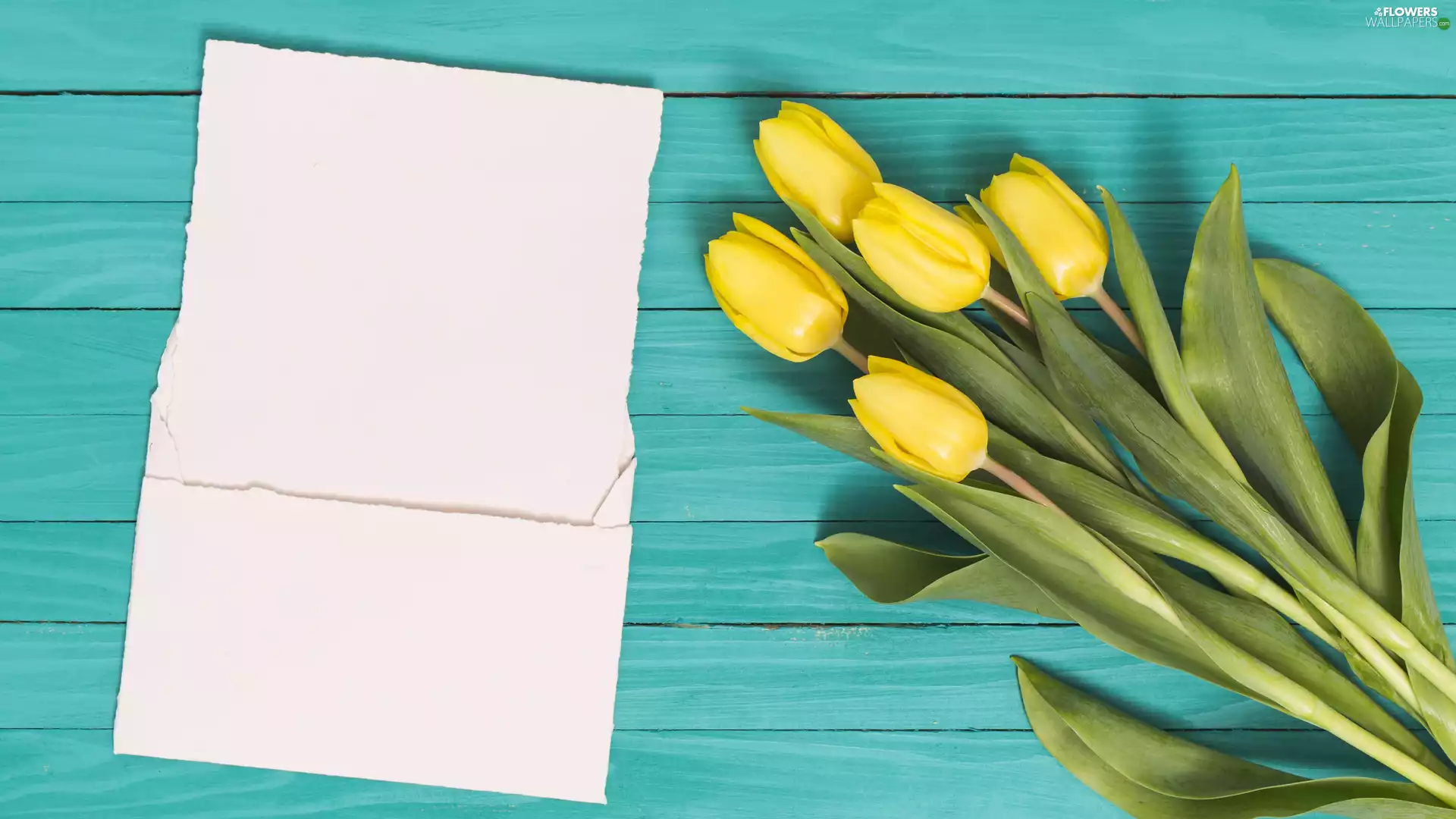 Yellow, envelope, card, Tulips