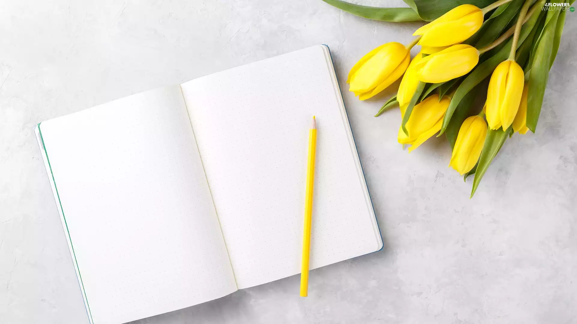 Yellow Honda, chalk, Tulips, Fascilice, Yellow