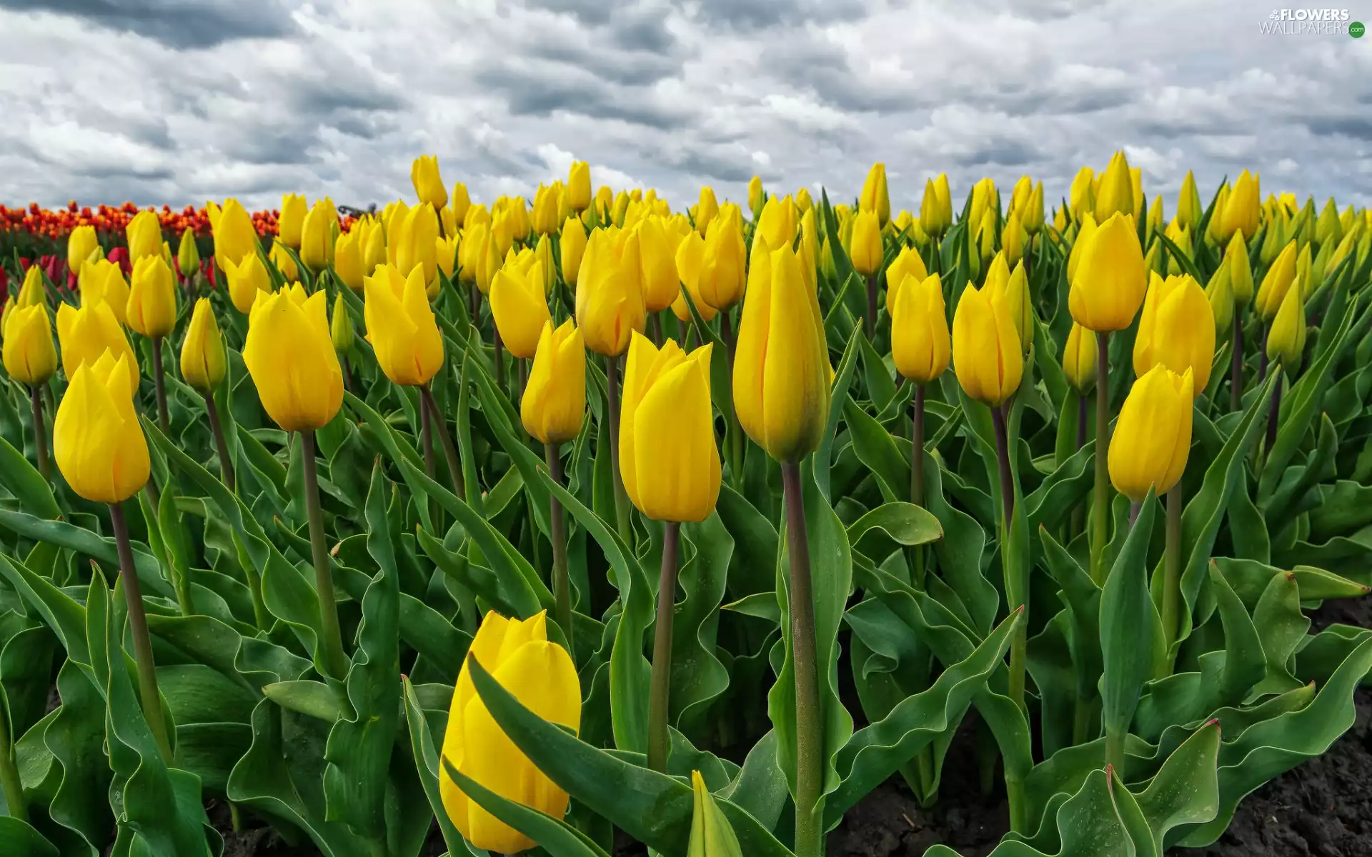 Yellow, Field, clouds, Tulips