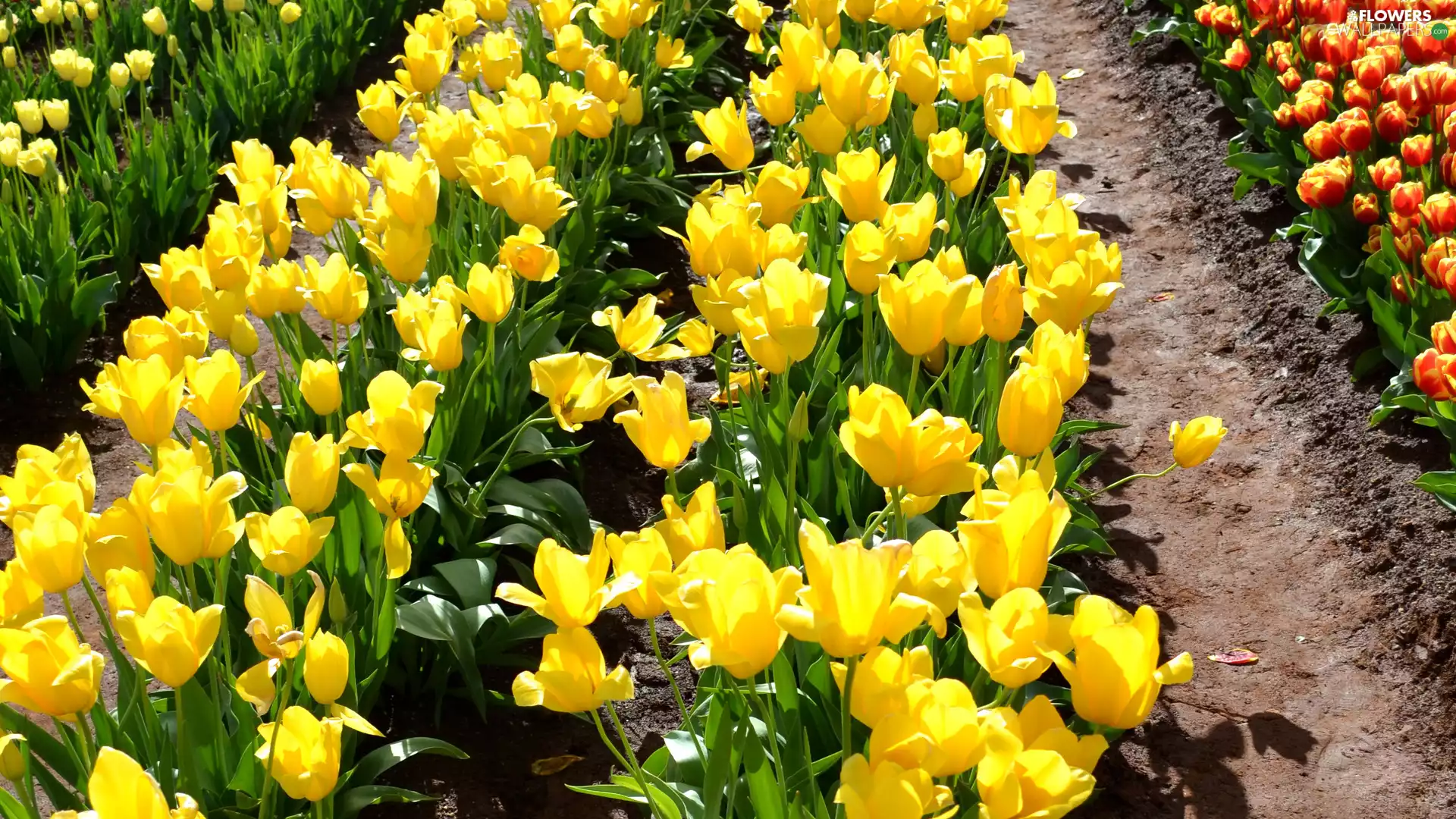 Tulips, color, Yellow