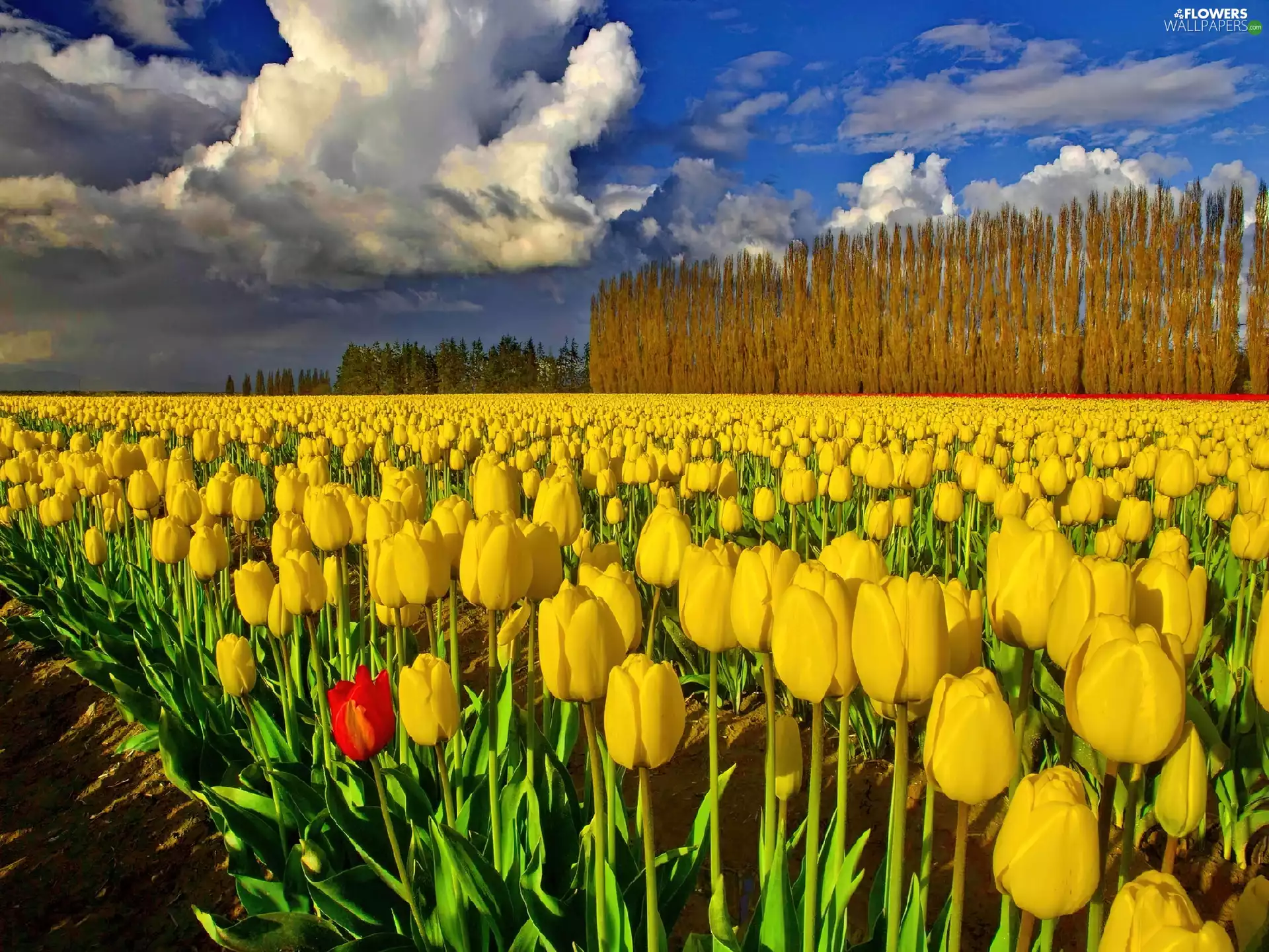 tulips, field, yellow