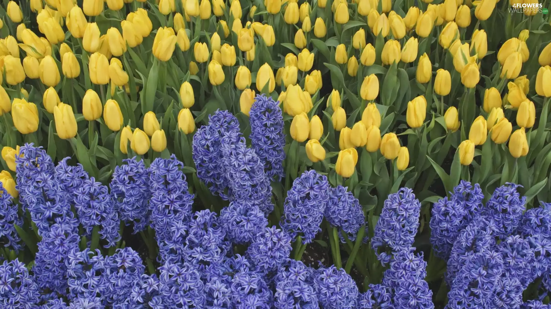 Tulips, Hyacinths, Yellow