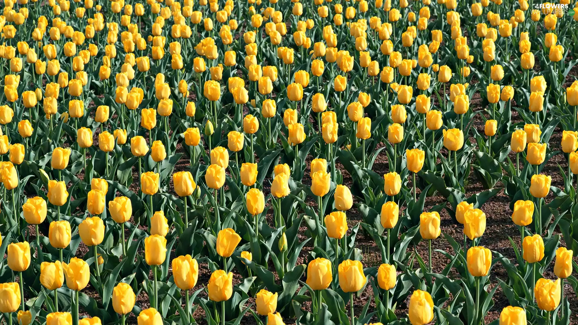 tulips, plantation, yellow