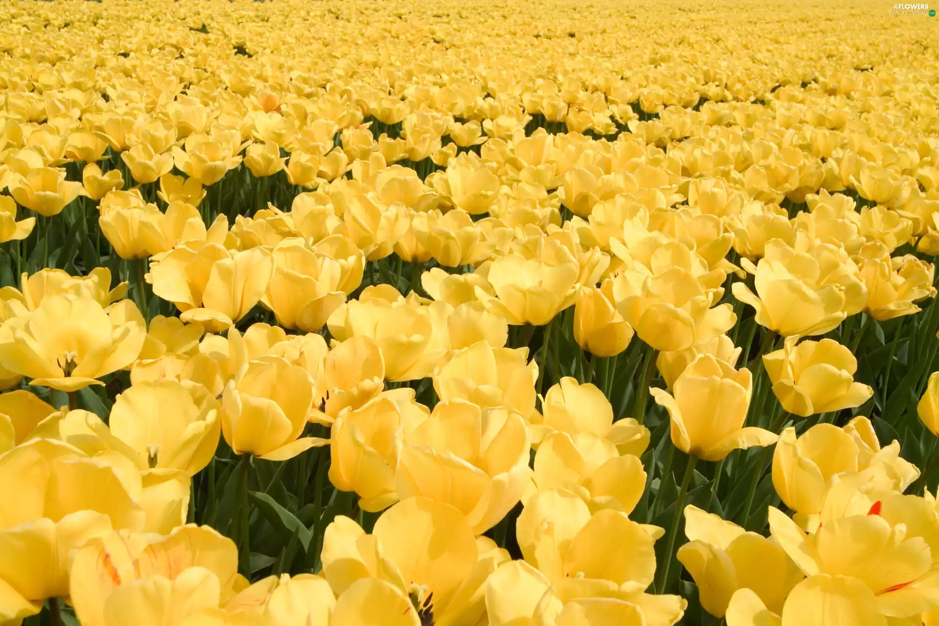 tulips, plantation, yellow