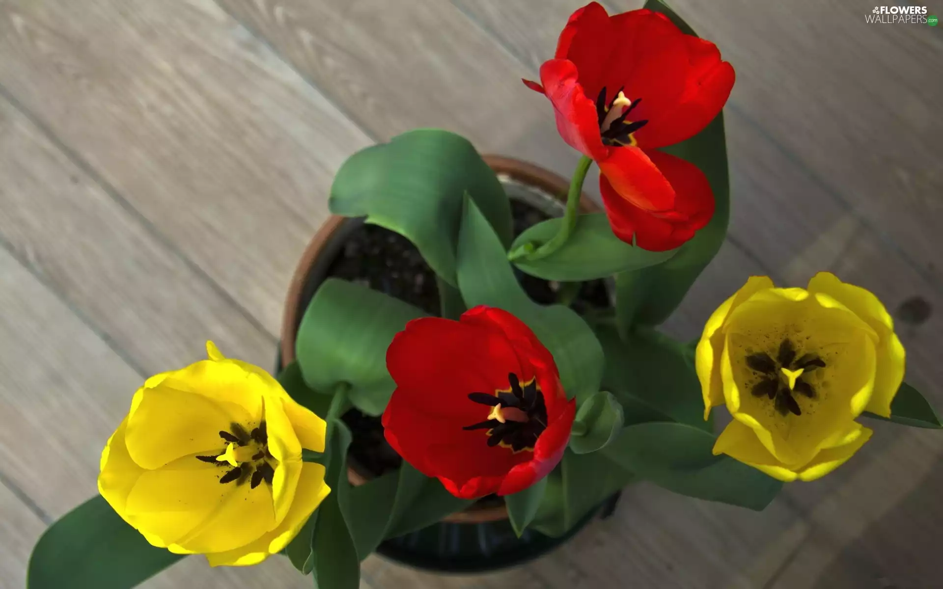 Tulips, Red, Yellow