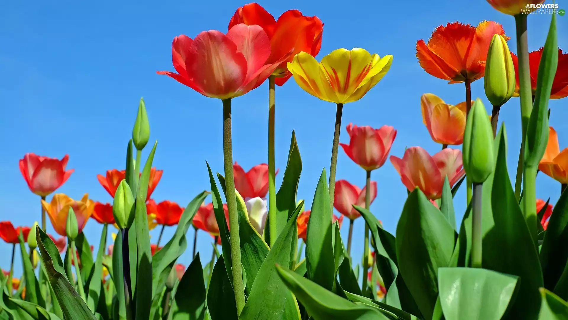 Tulips, Red, Yellow