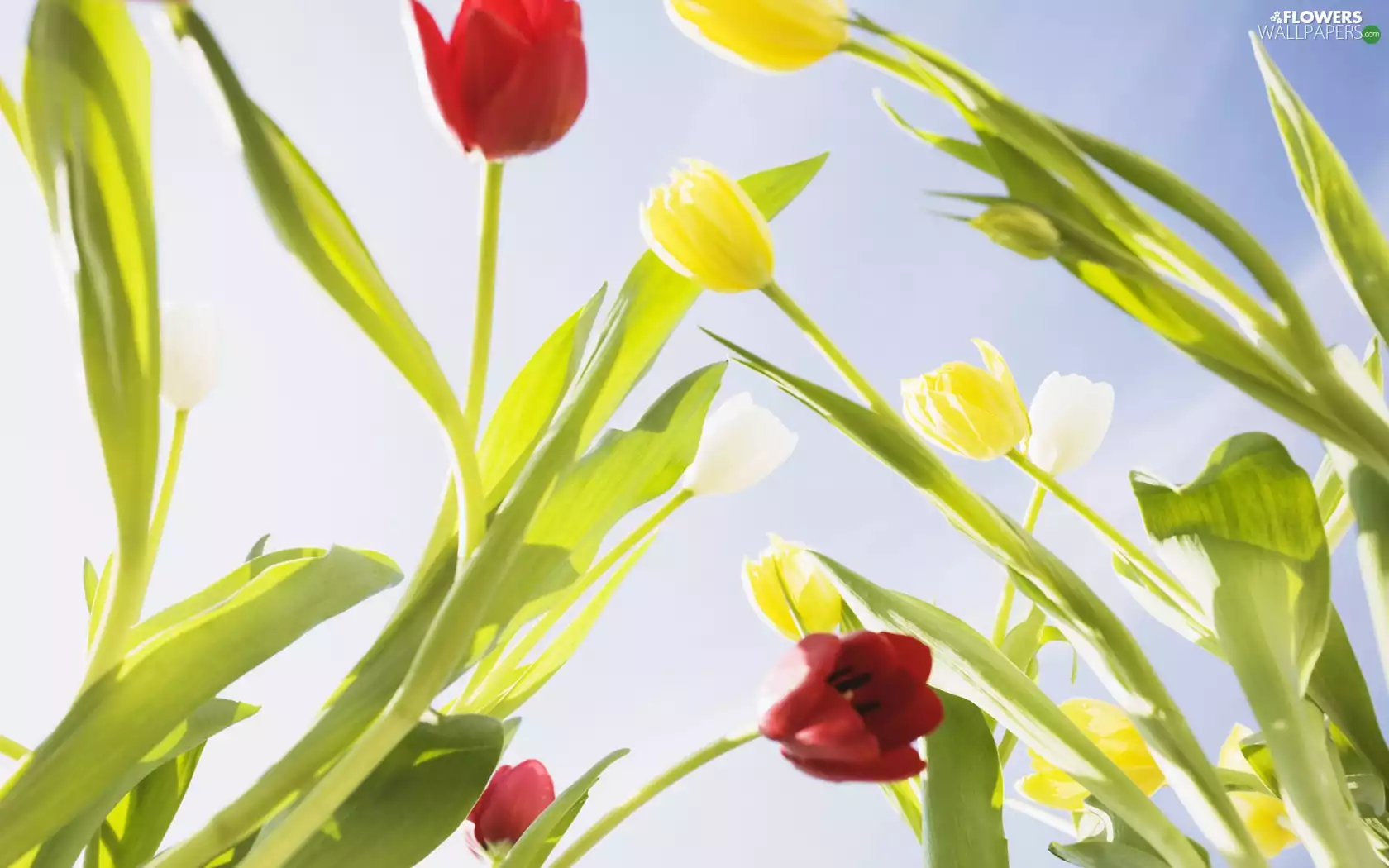 Tulips, Red, Yellow