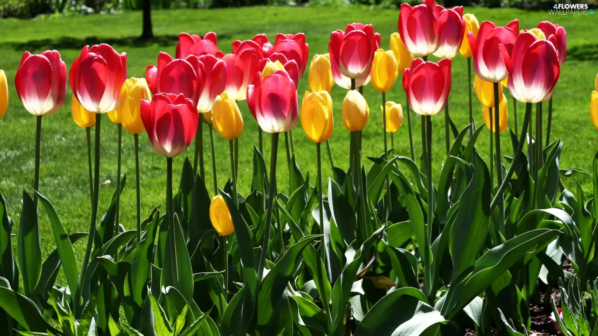 Tulips, Red, Yellow