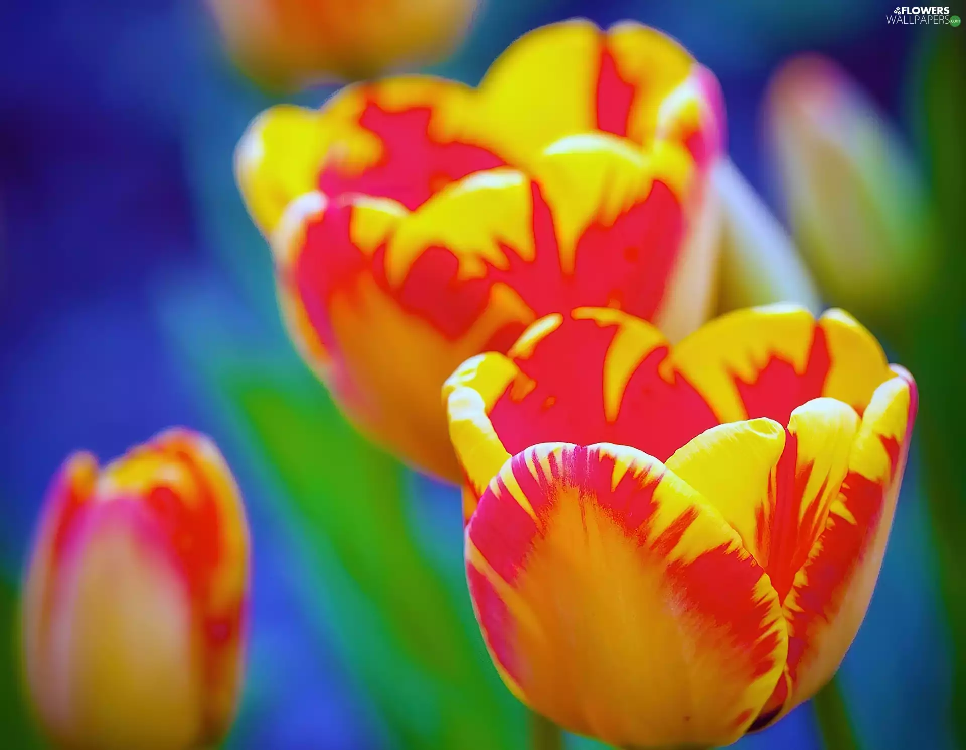 Tulips, red, Yellow