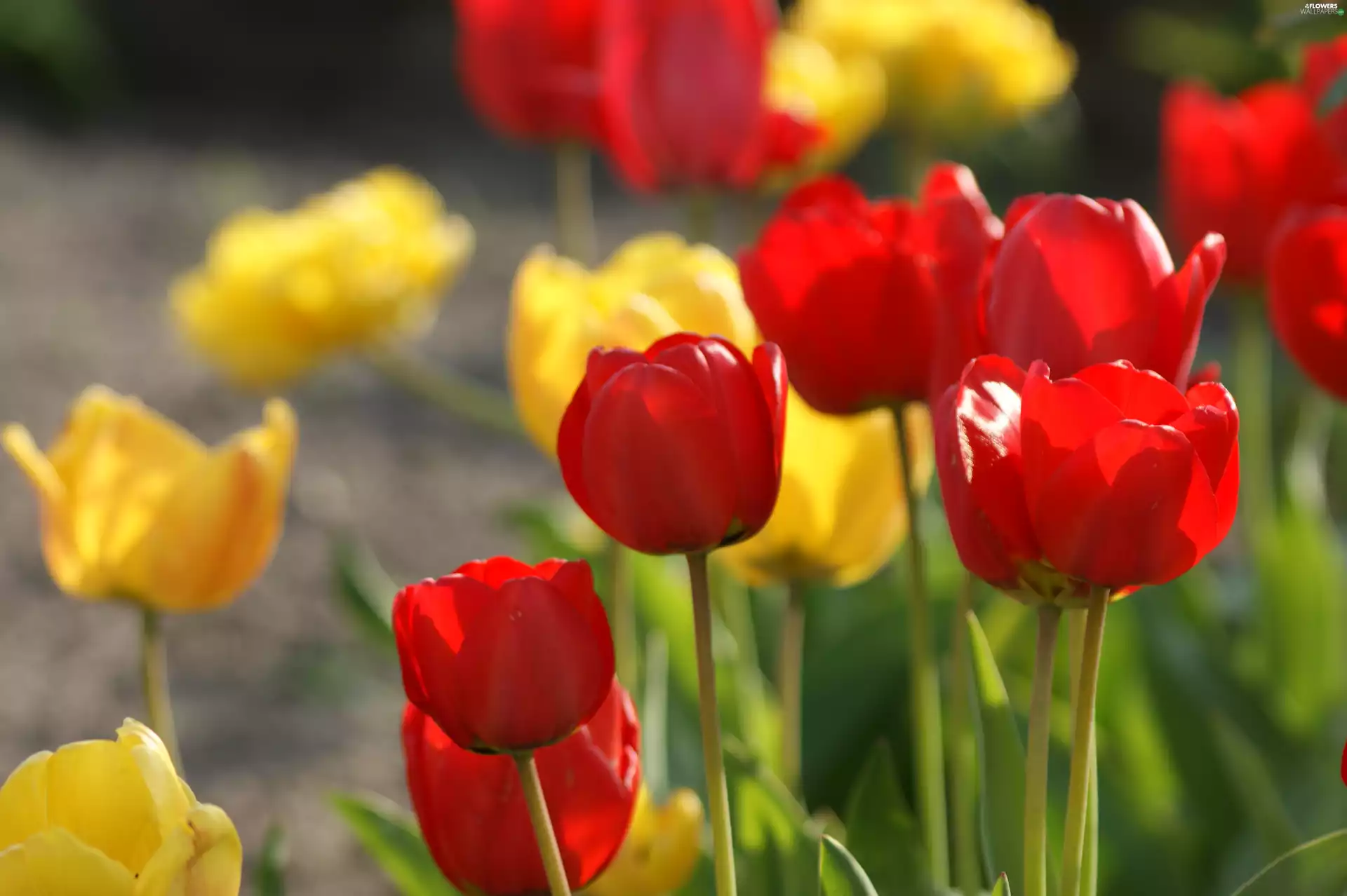 Tulips, Red, Yellow