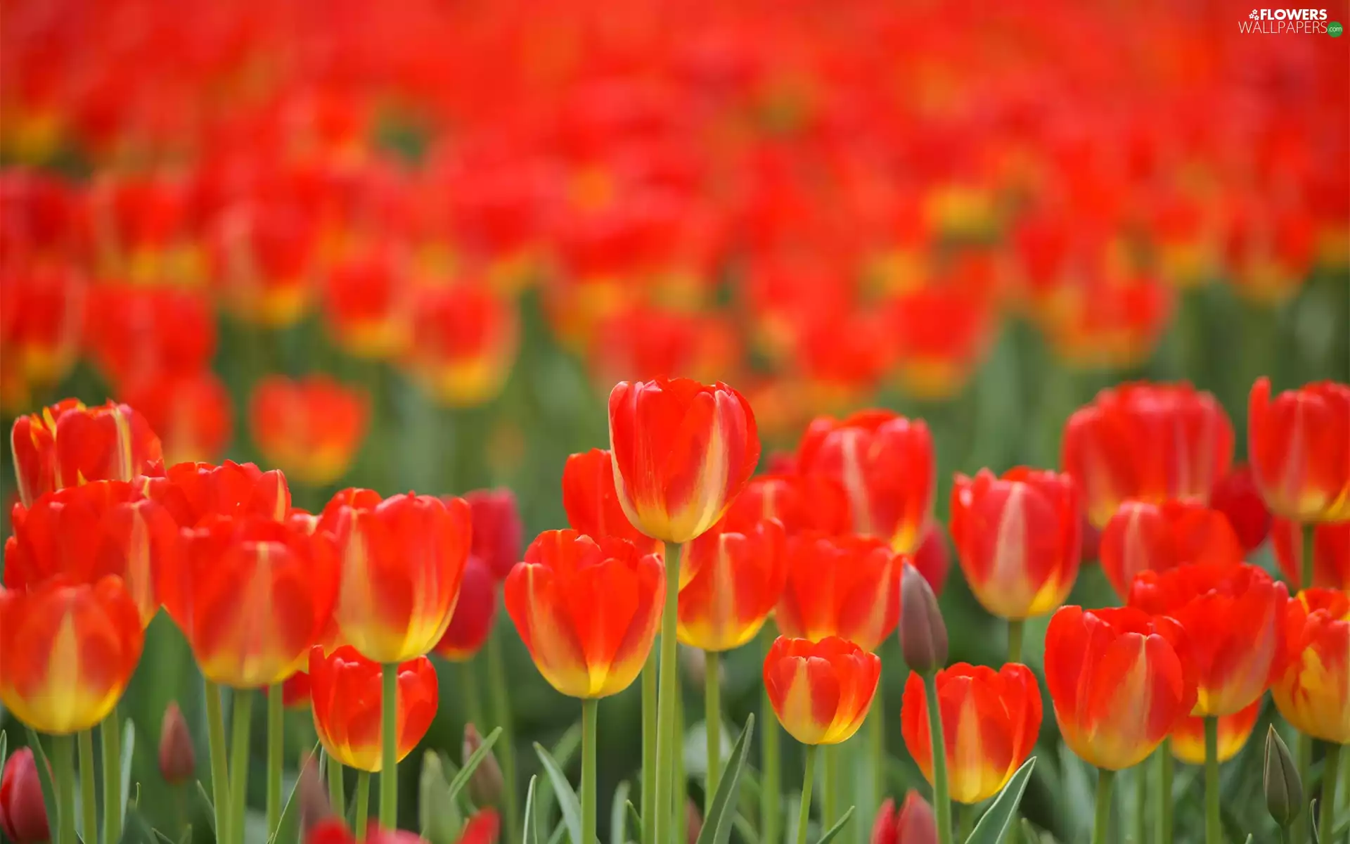 Tulips, red, Yellow