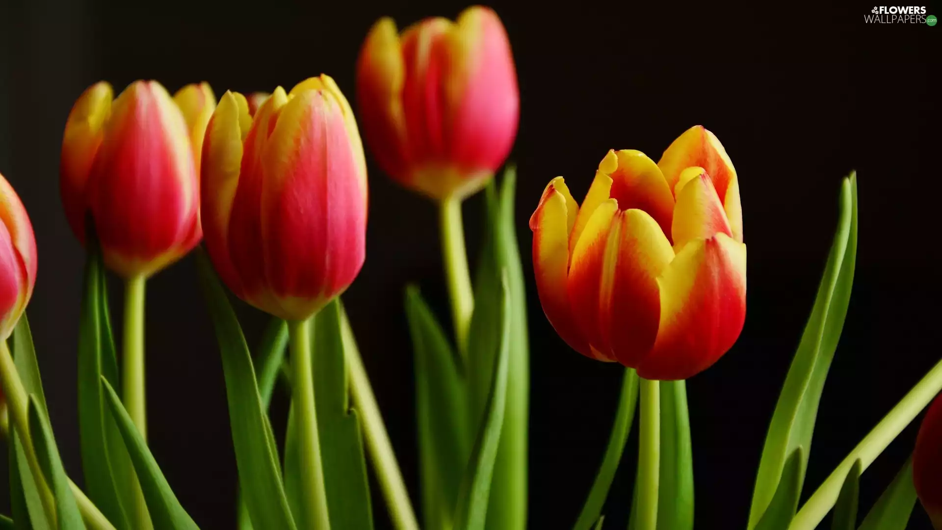 Tulips, Red-Yellow