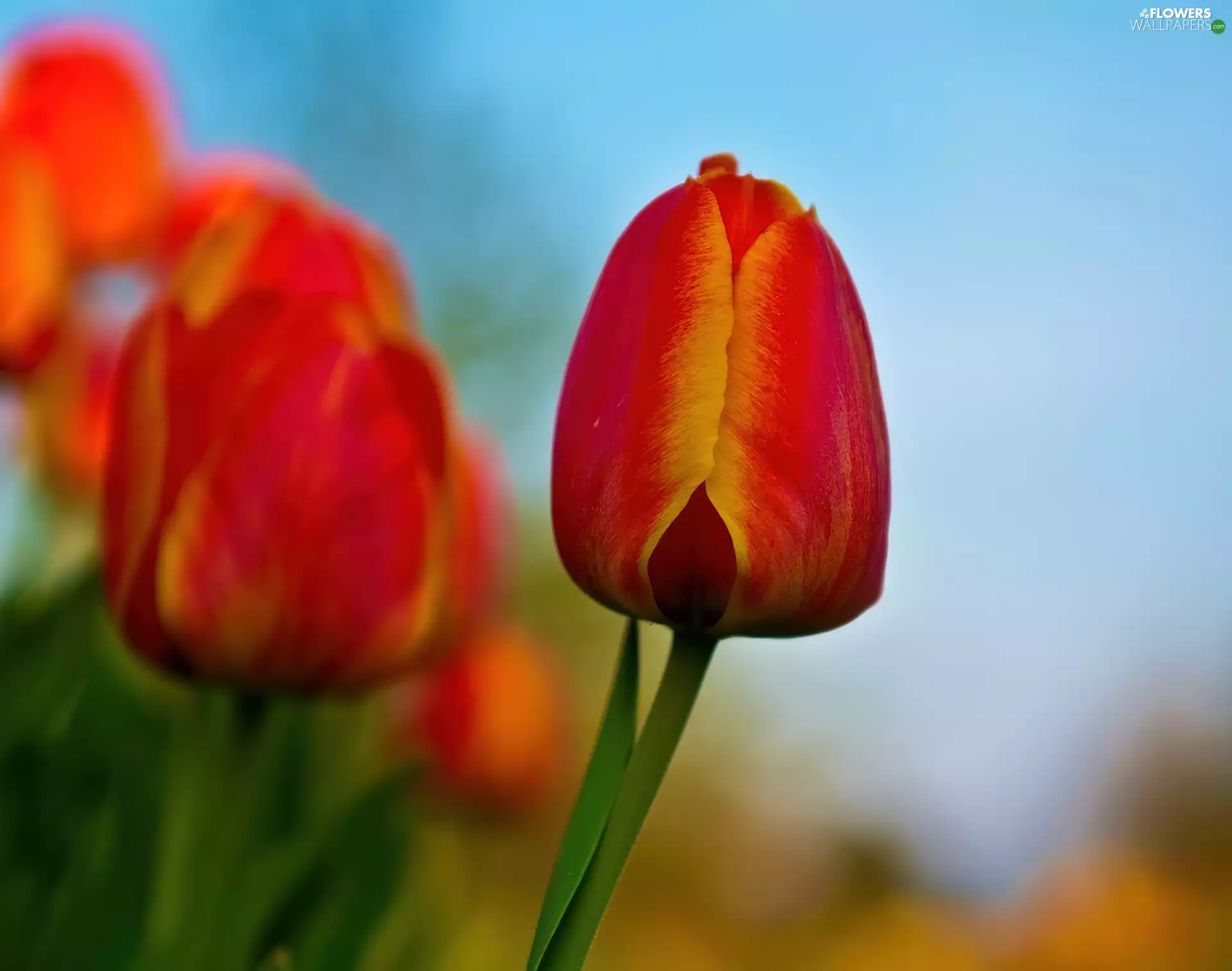 Tulips, red, Yellow