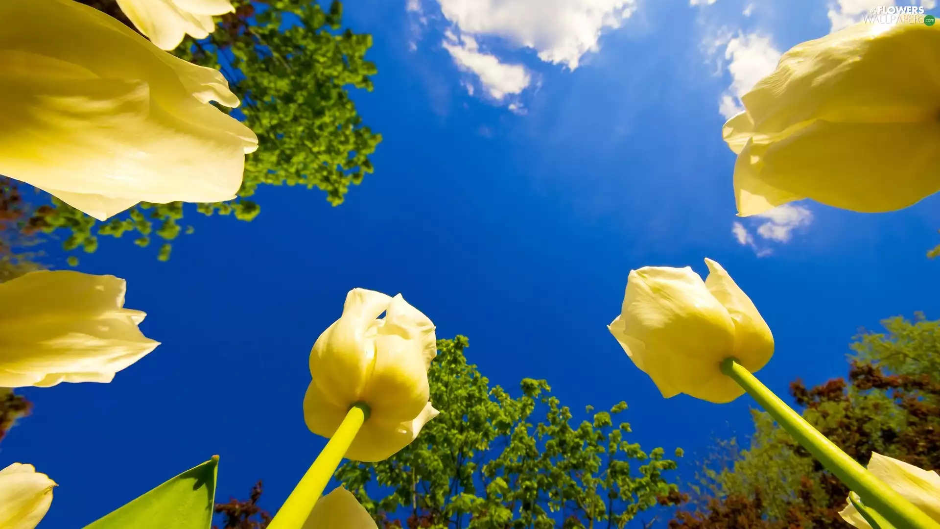 Yellow, blue, Sky, Tulips