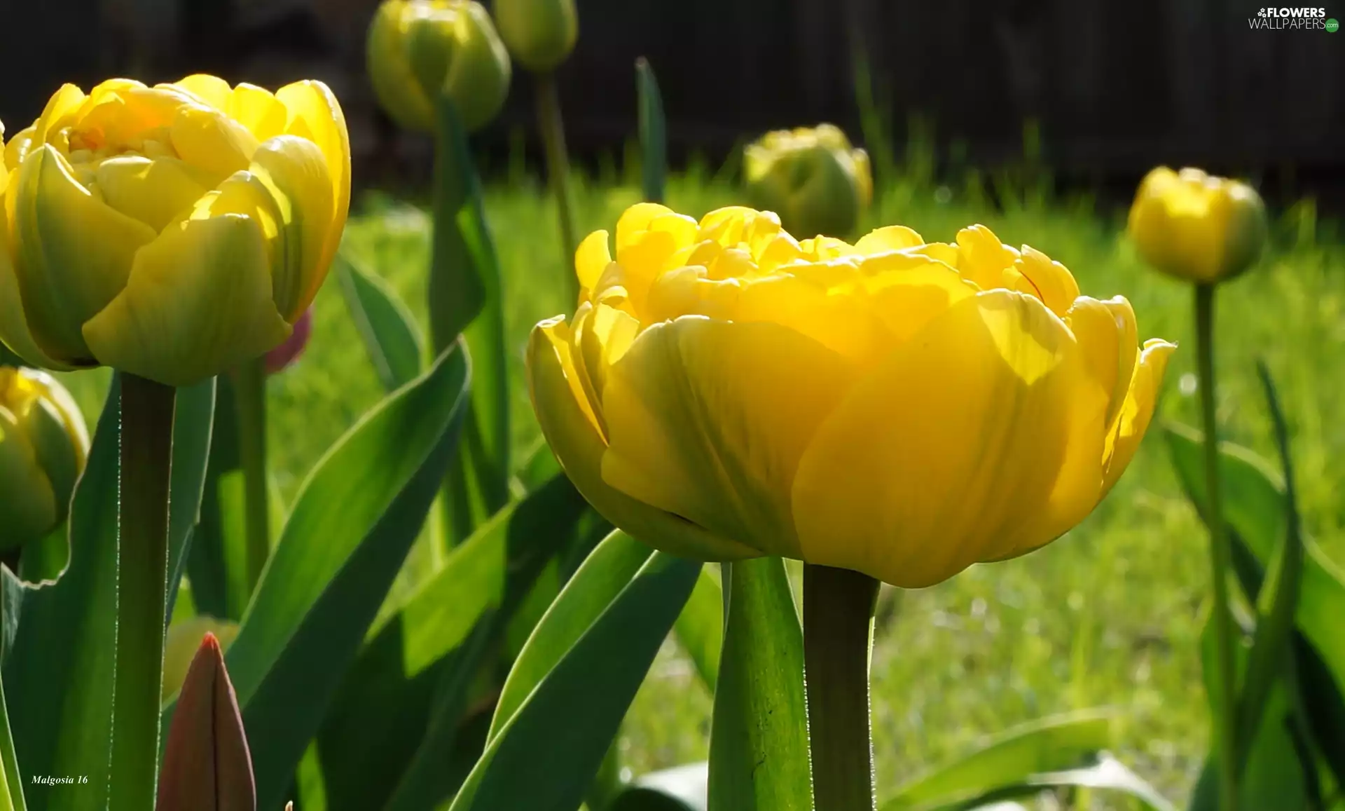 Yellow, Flowers, Spring, Tulips