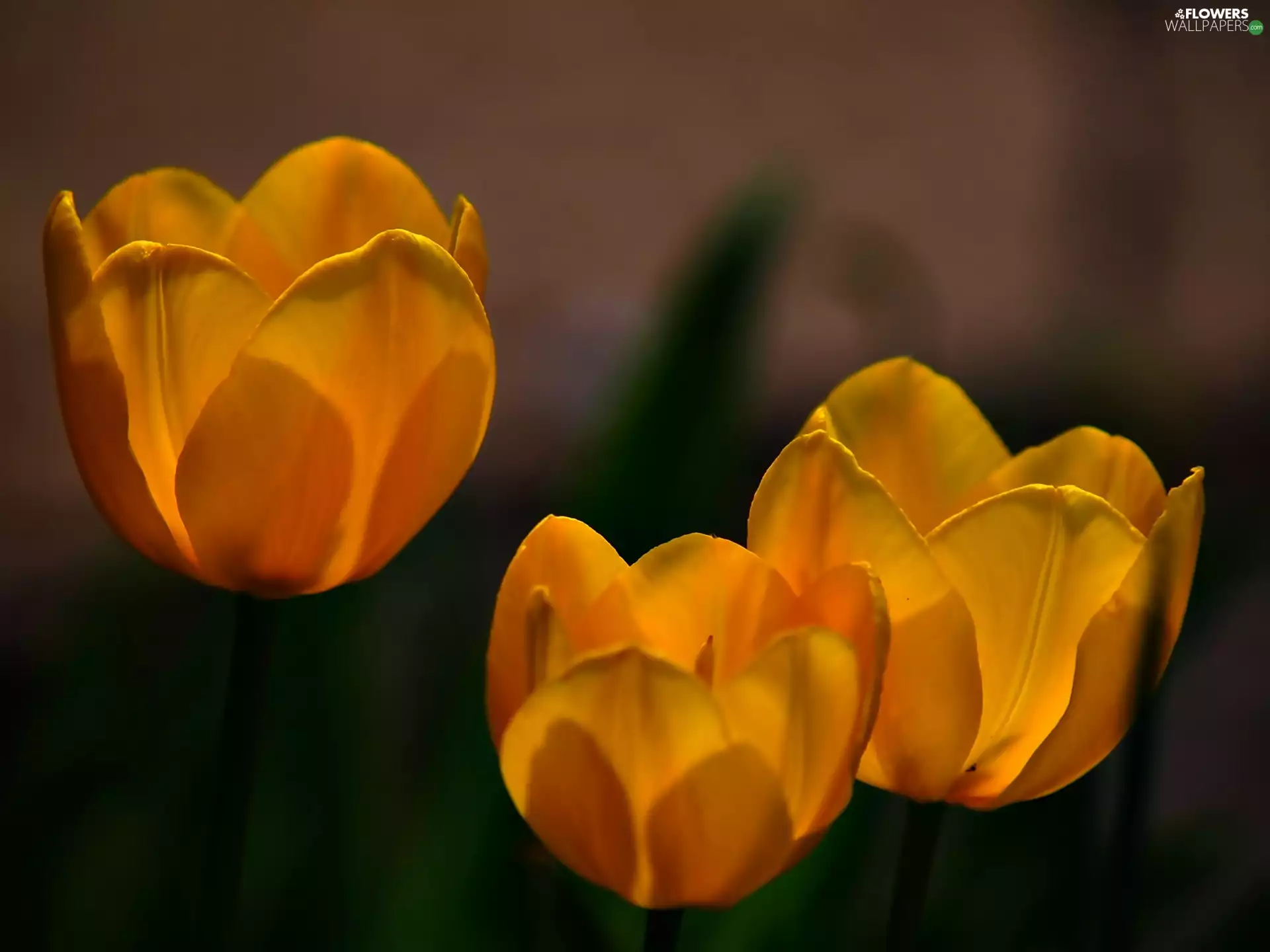 Tulips, Three, Yellow