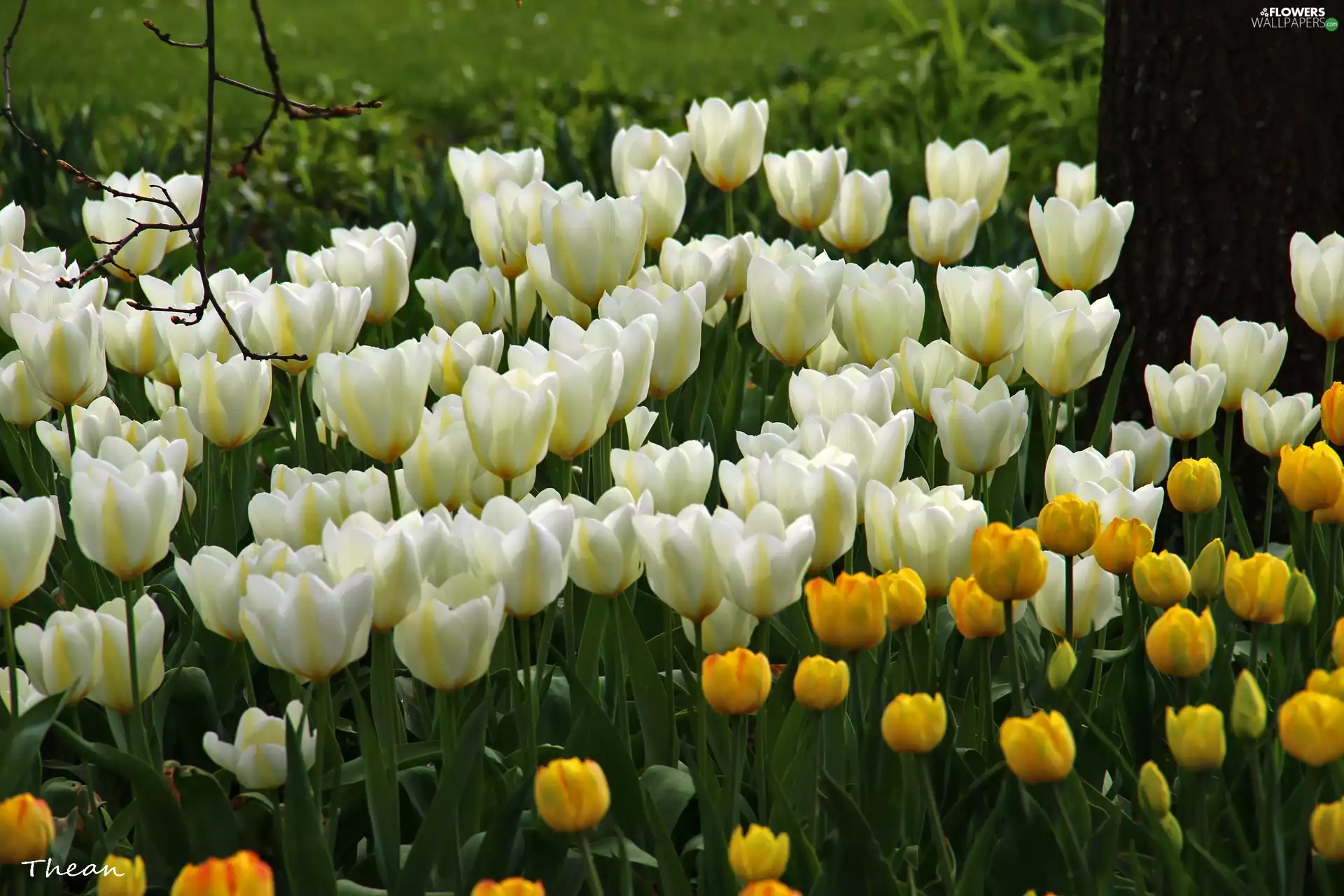 Tulips, White, Yellow