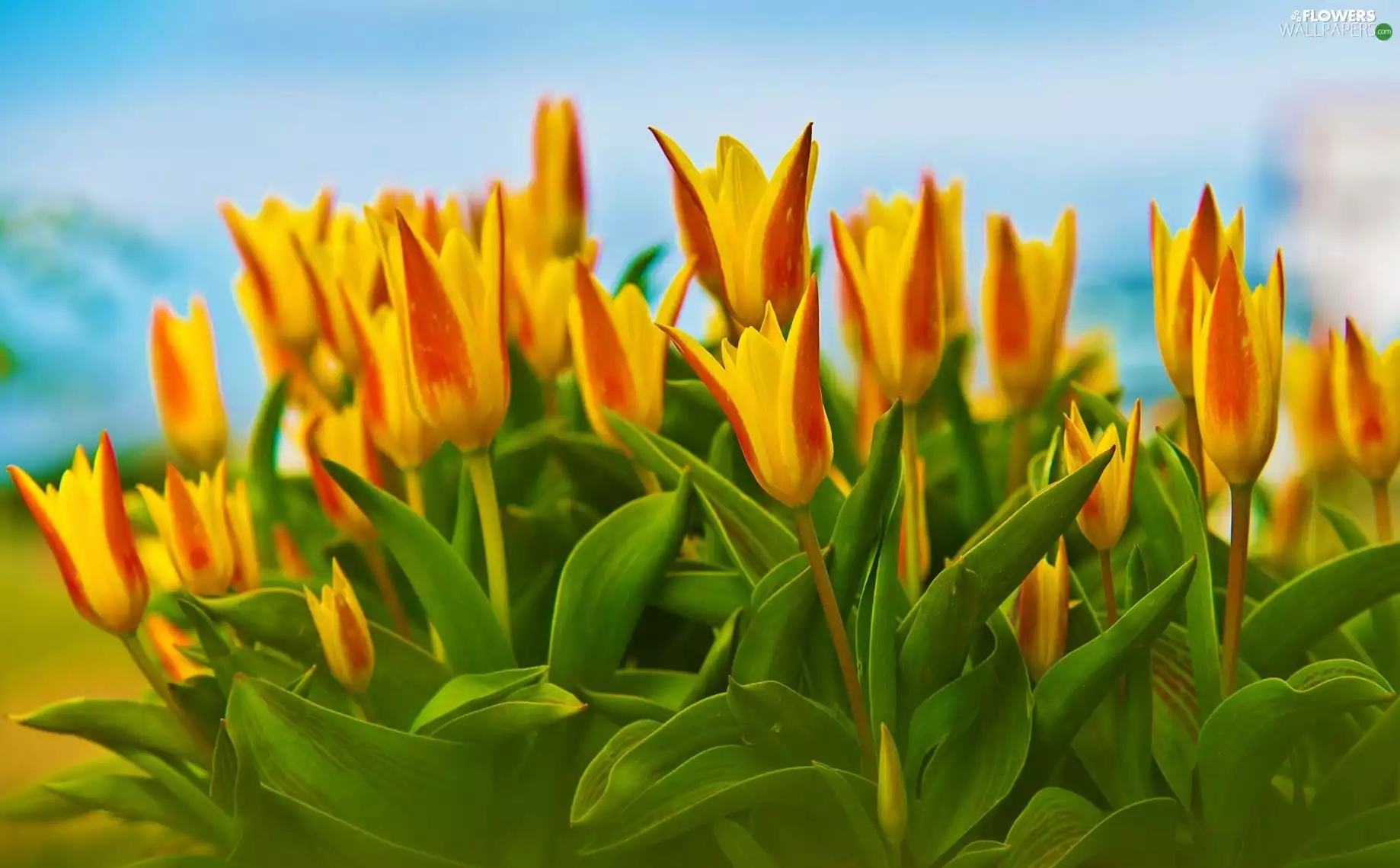 Yellow, Tulips