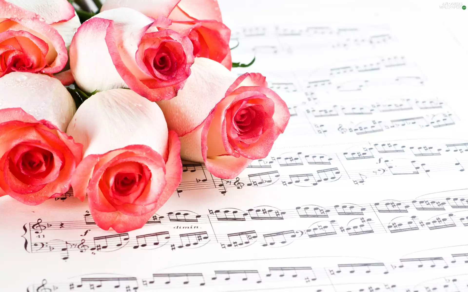 Tunes, Pink, roses