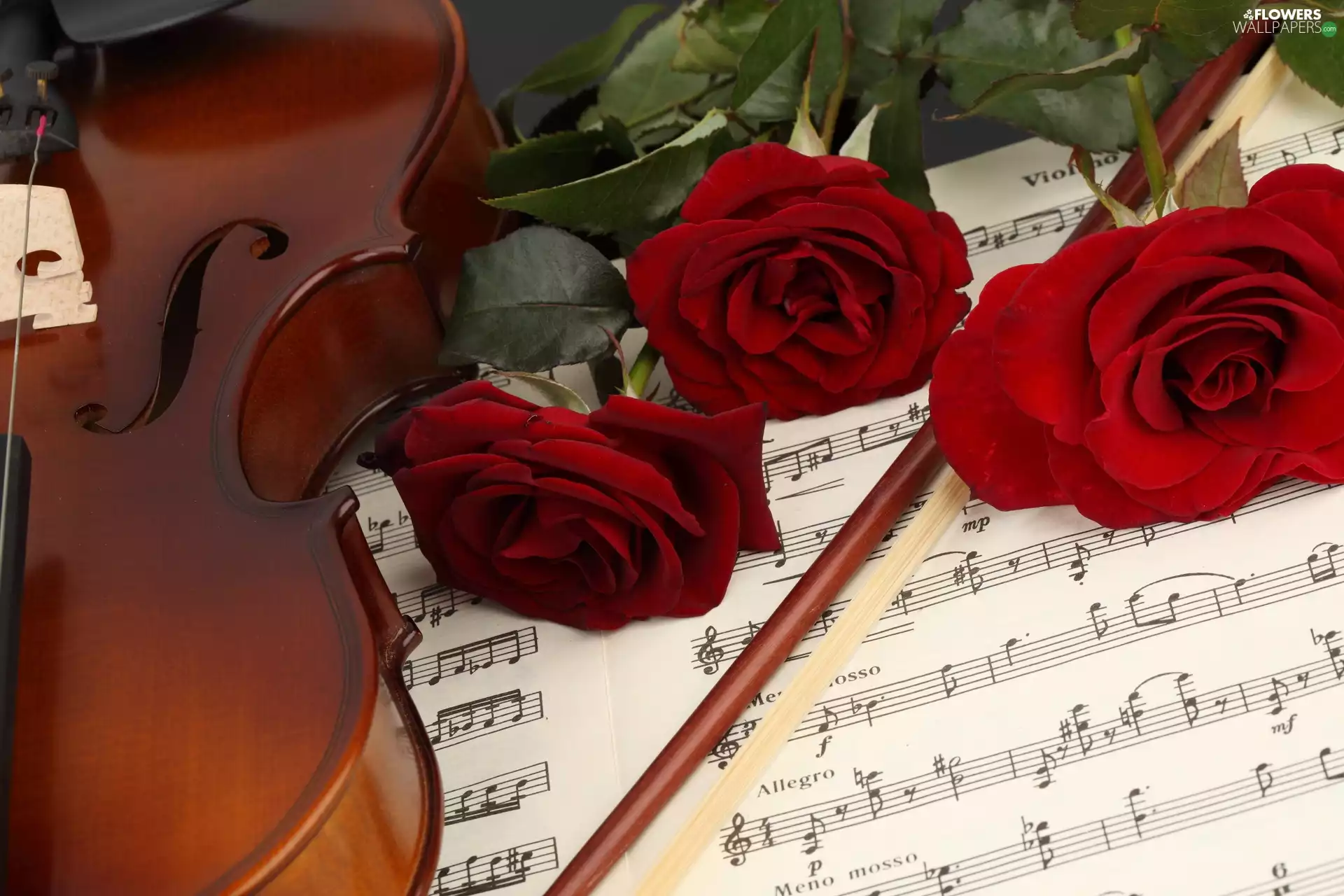 Tunes, roses, instrument, musical, violin