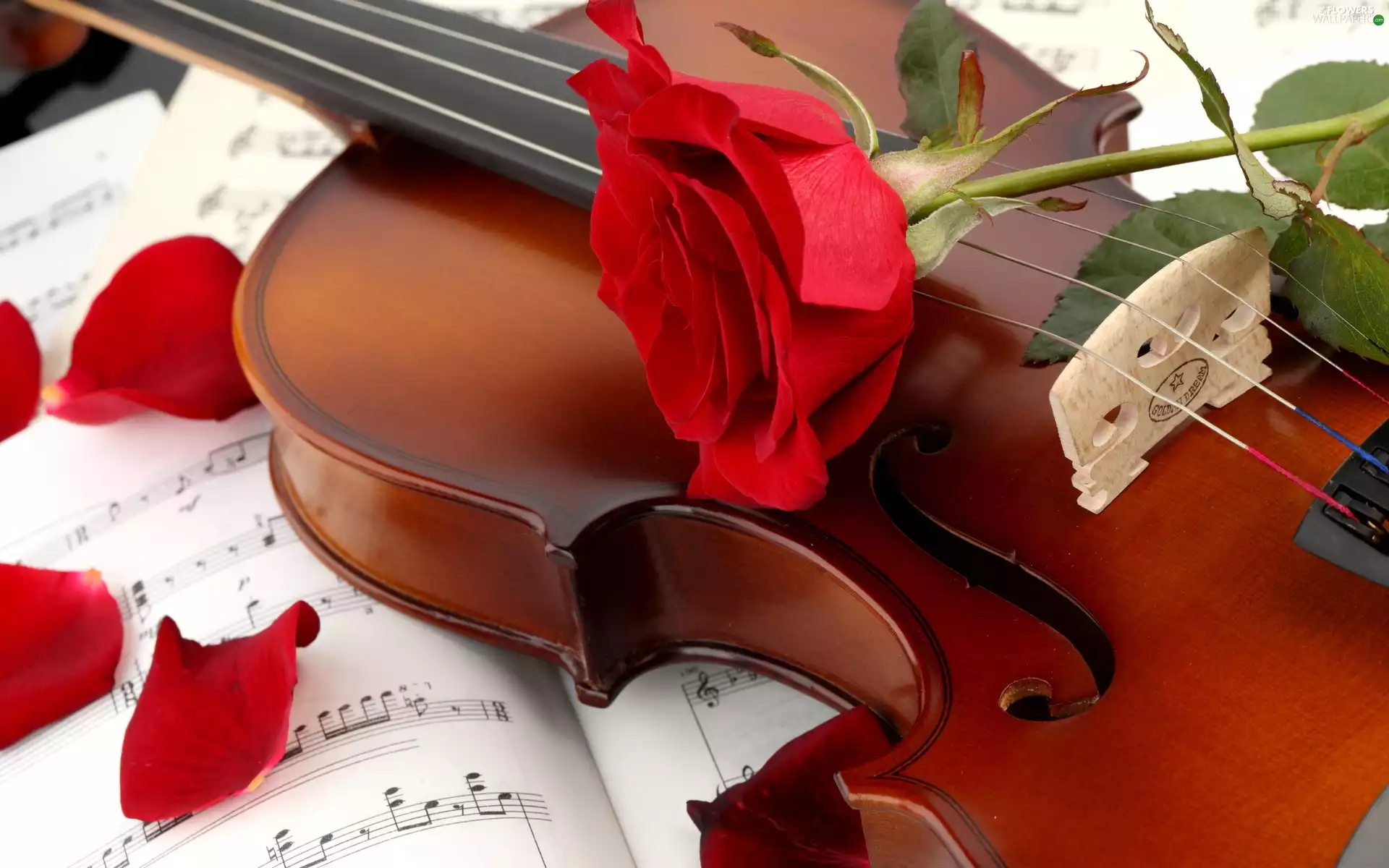 Tunes, rose, violin