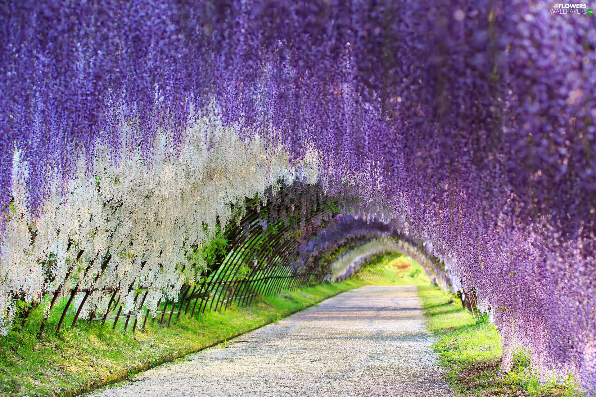 Way, Blossoming, wistaria, tunnel