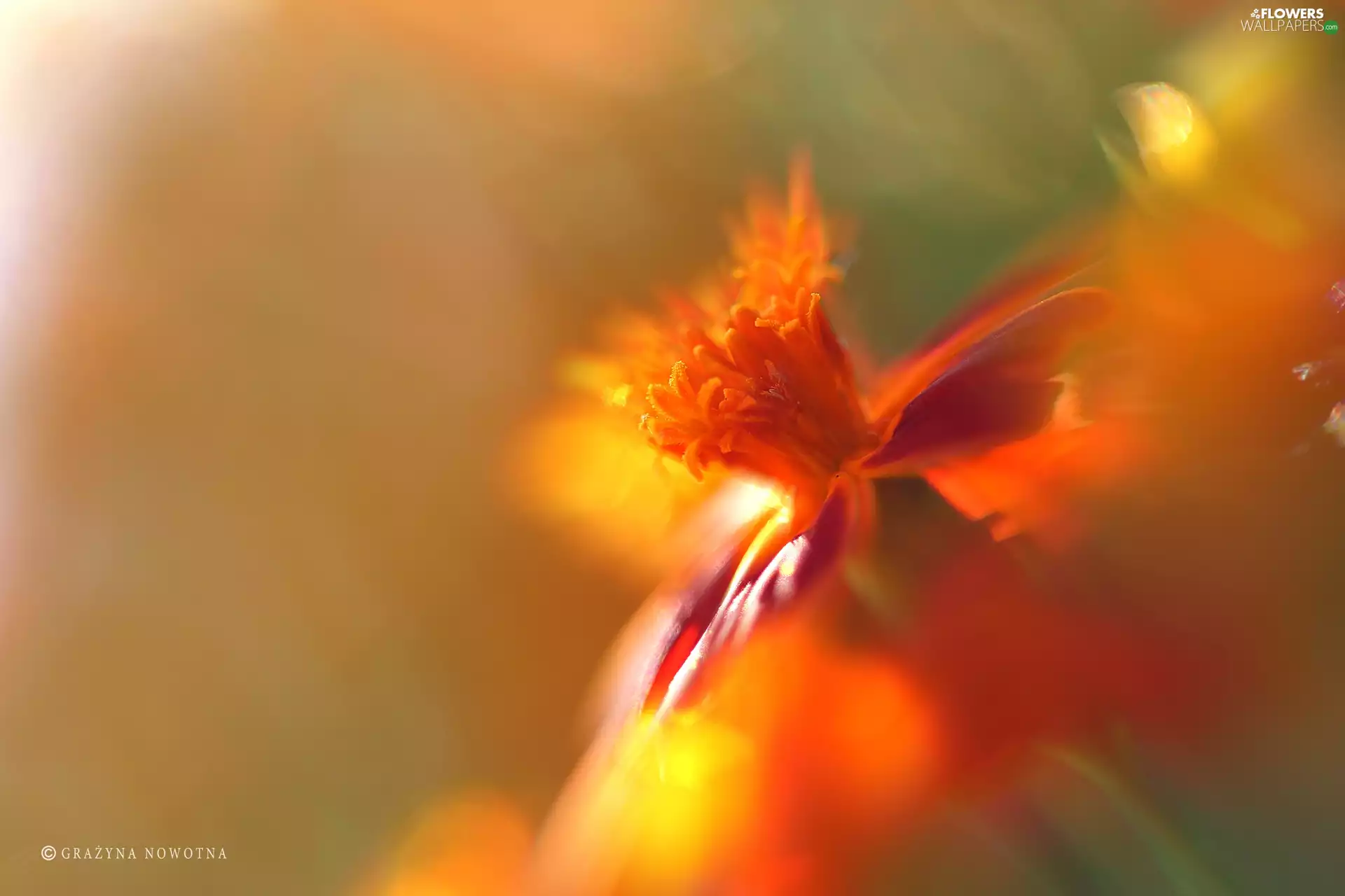Colourfull Flowers, Tagetes, Turk