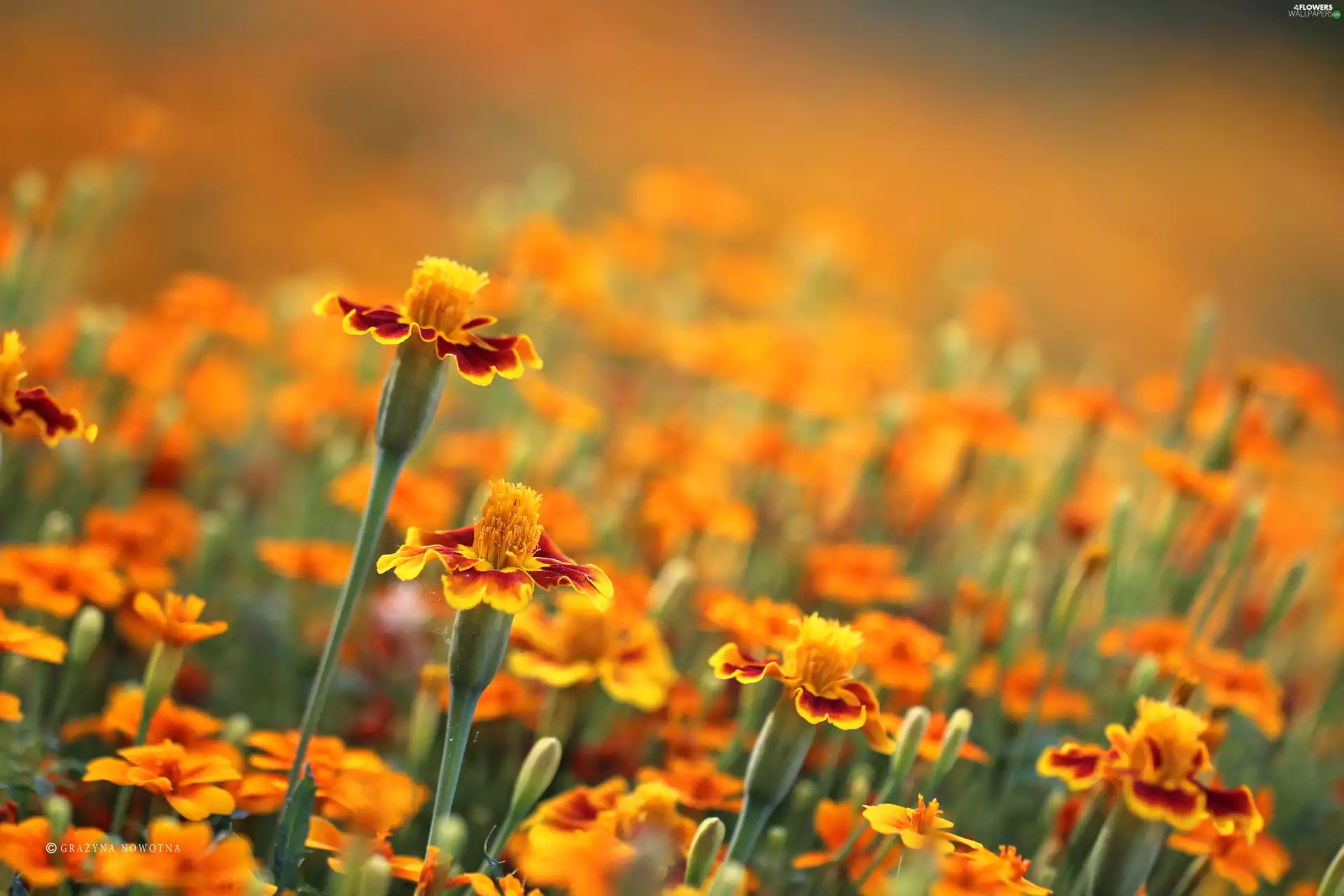 Turki, Tagetes, Flowers