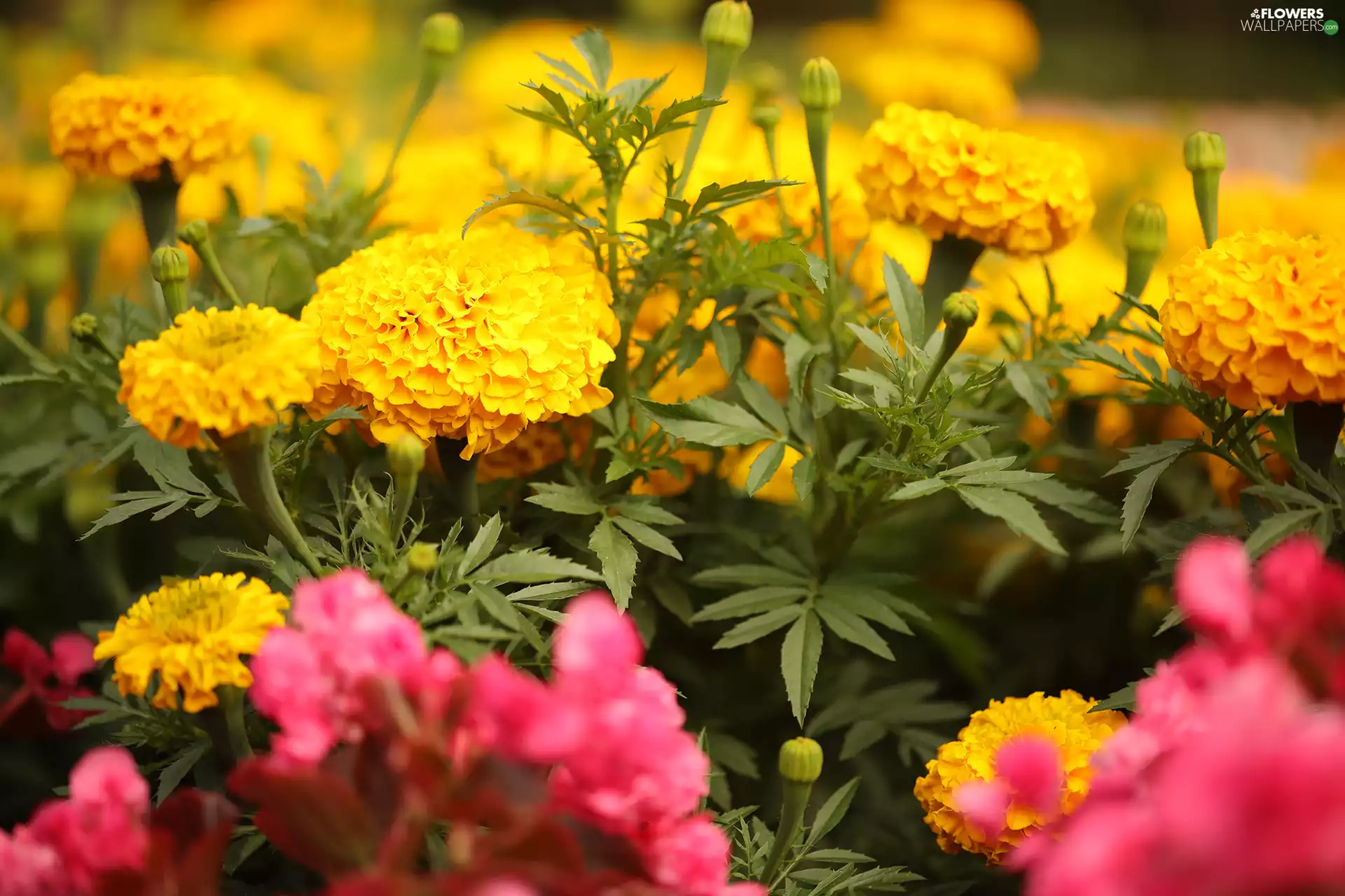 Tagetes, Turki, Flowers, discount, Yellow