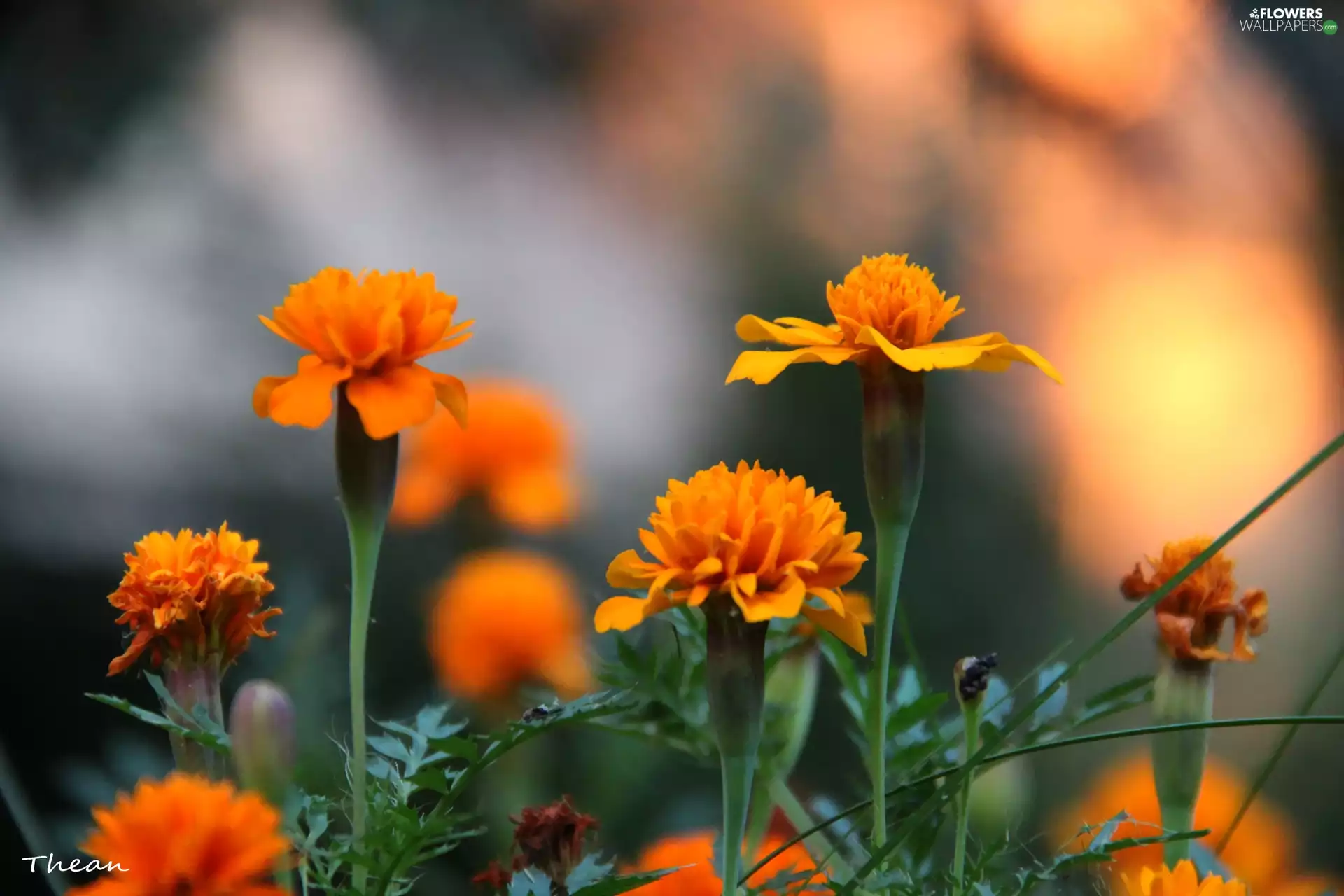 Tagetes, Turki