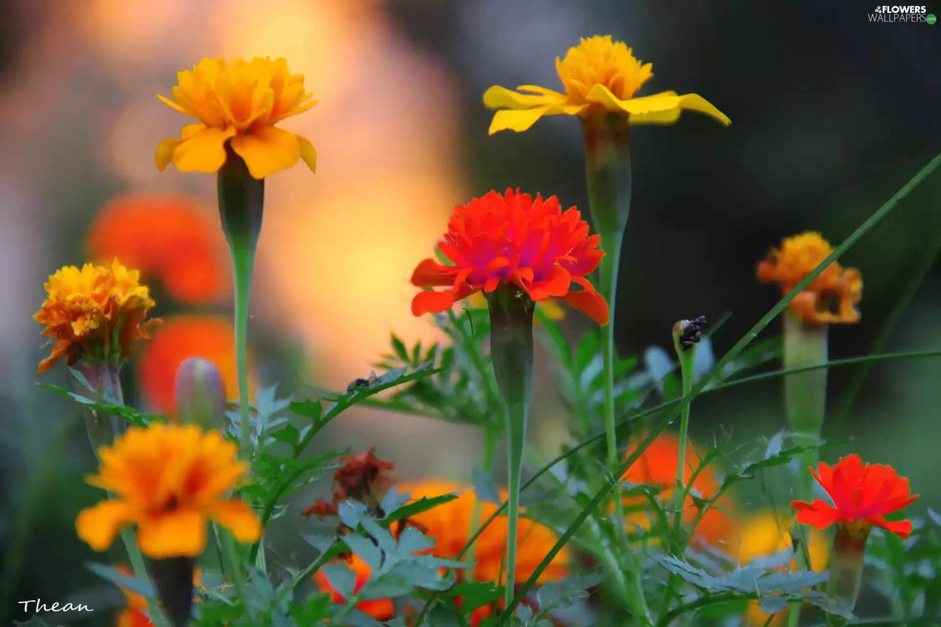 Tagetes, Turki