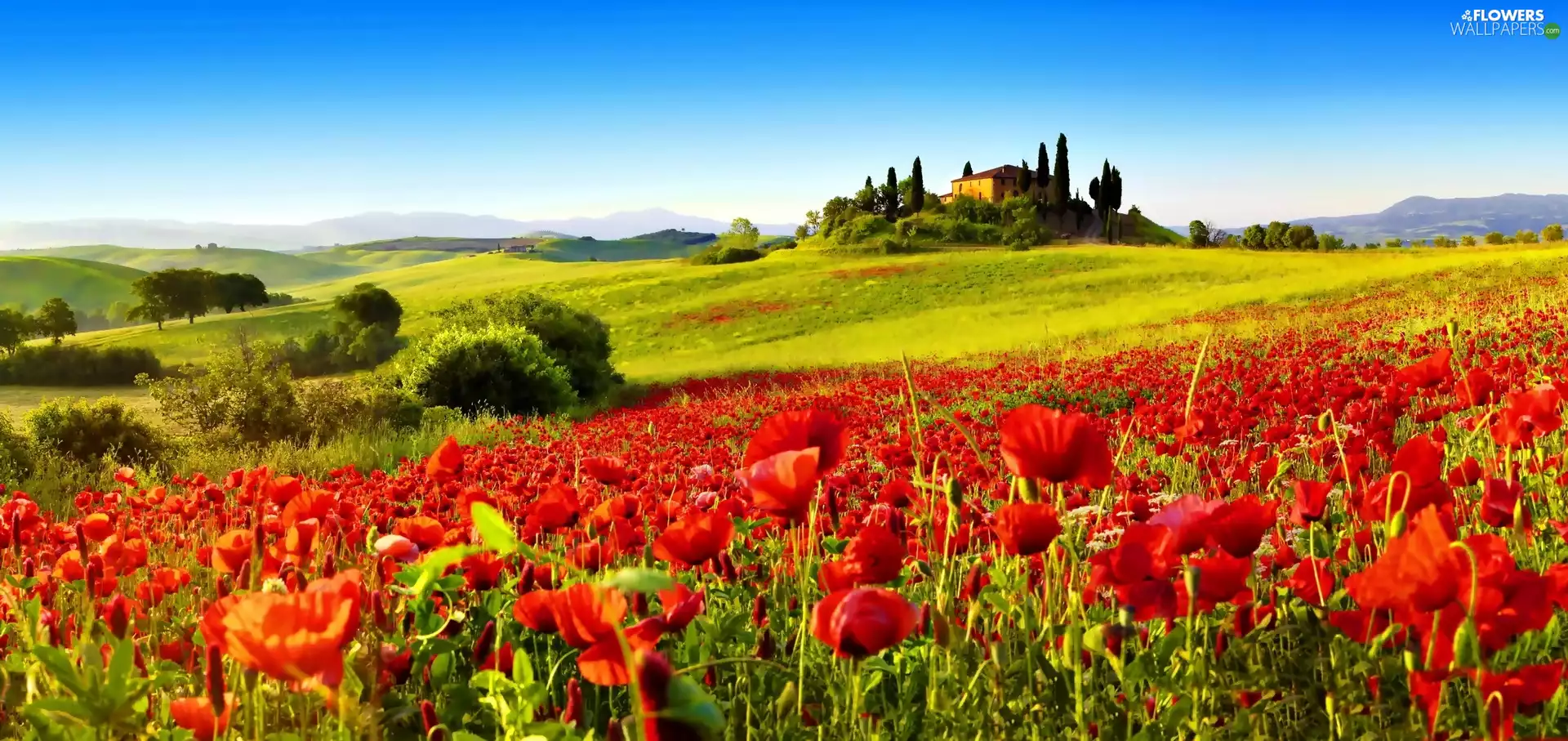 medows, The Hills, Tuscany, Italy, papavers, house