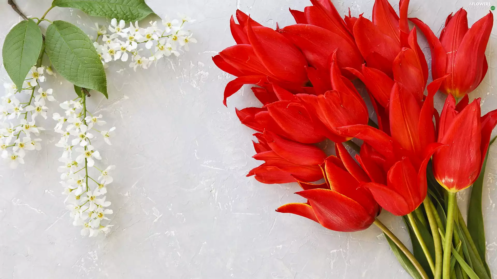 White, Tulips, Bright, twig, Red, Flowers, background