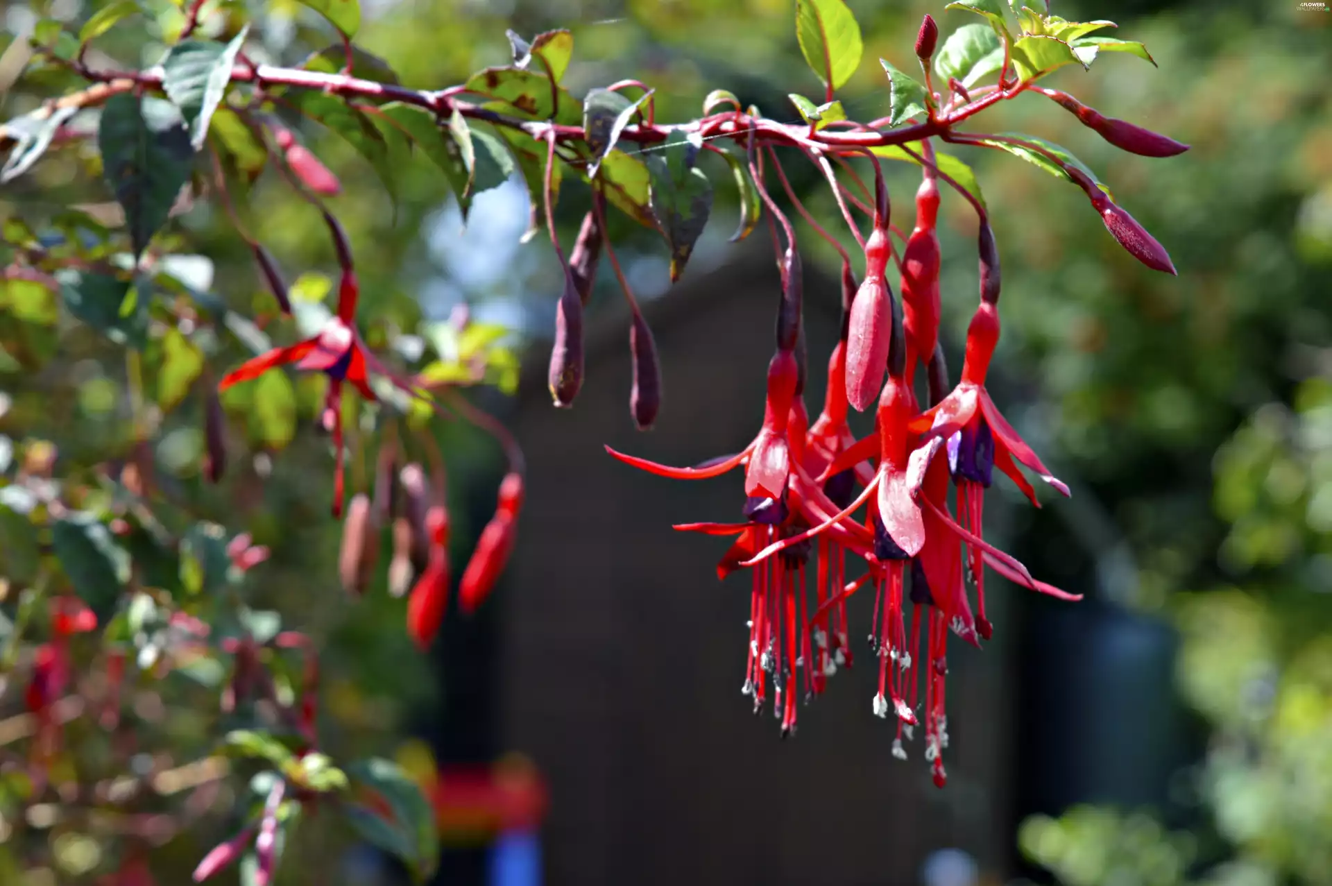 twig, fuchsia, Flowers