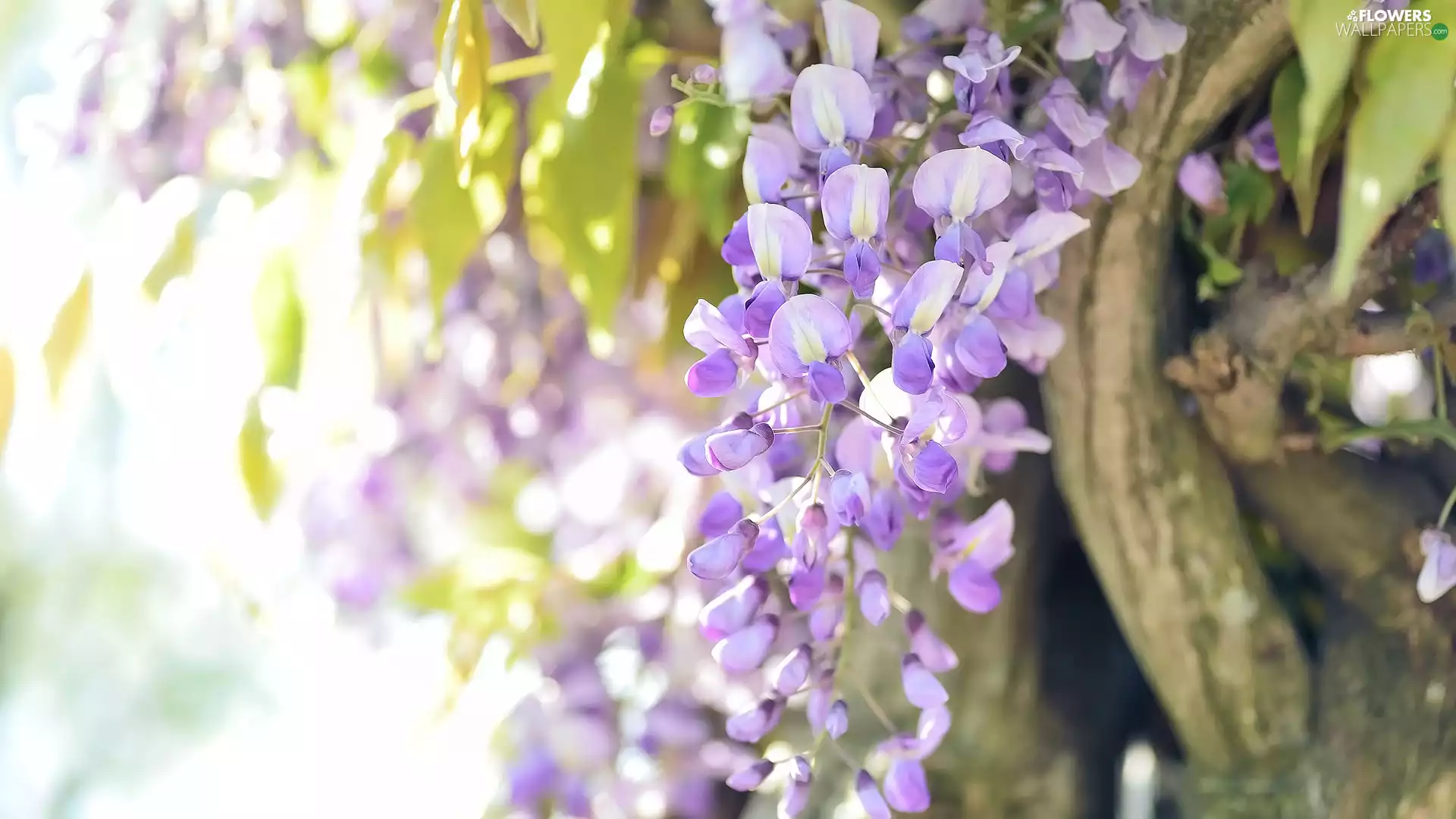 twig, wistaria, Flowers
