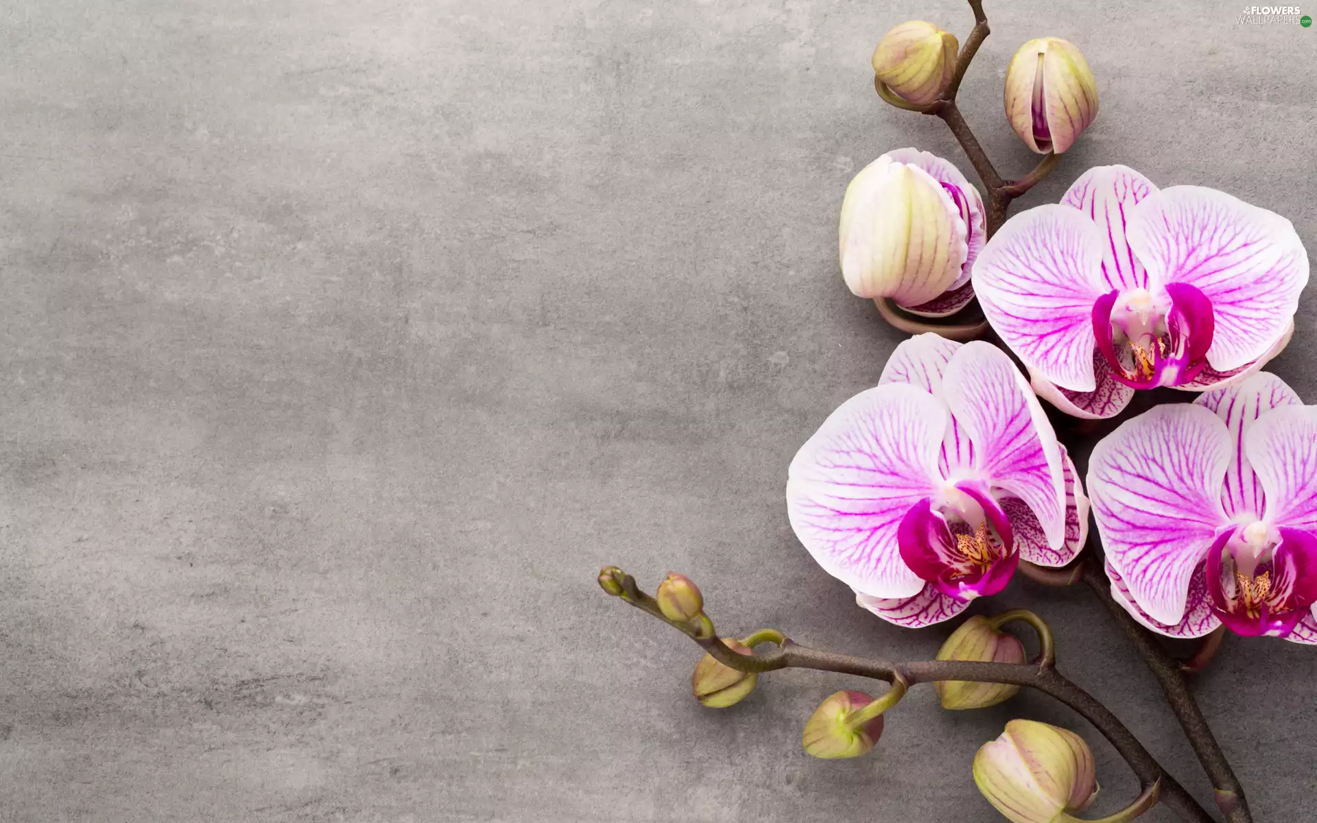 Pink, Flowers, Buds, twig, orchid, orchid