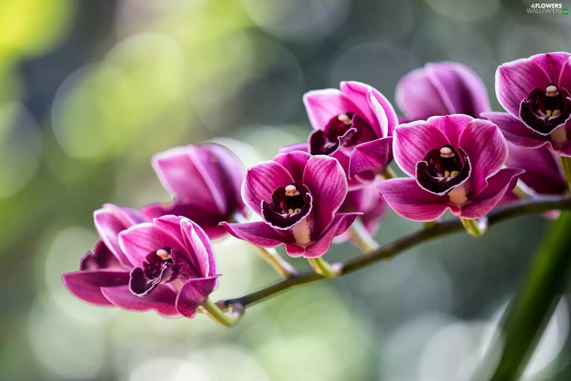 twig, Pink, orchid