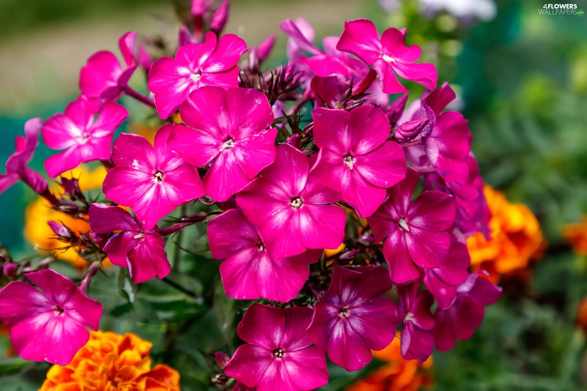 twig, Flowers, phlox