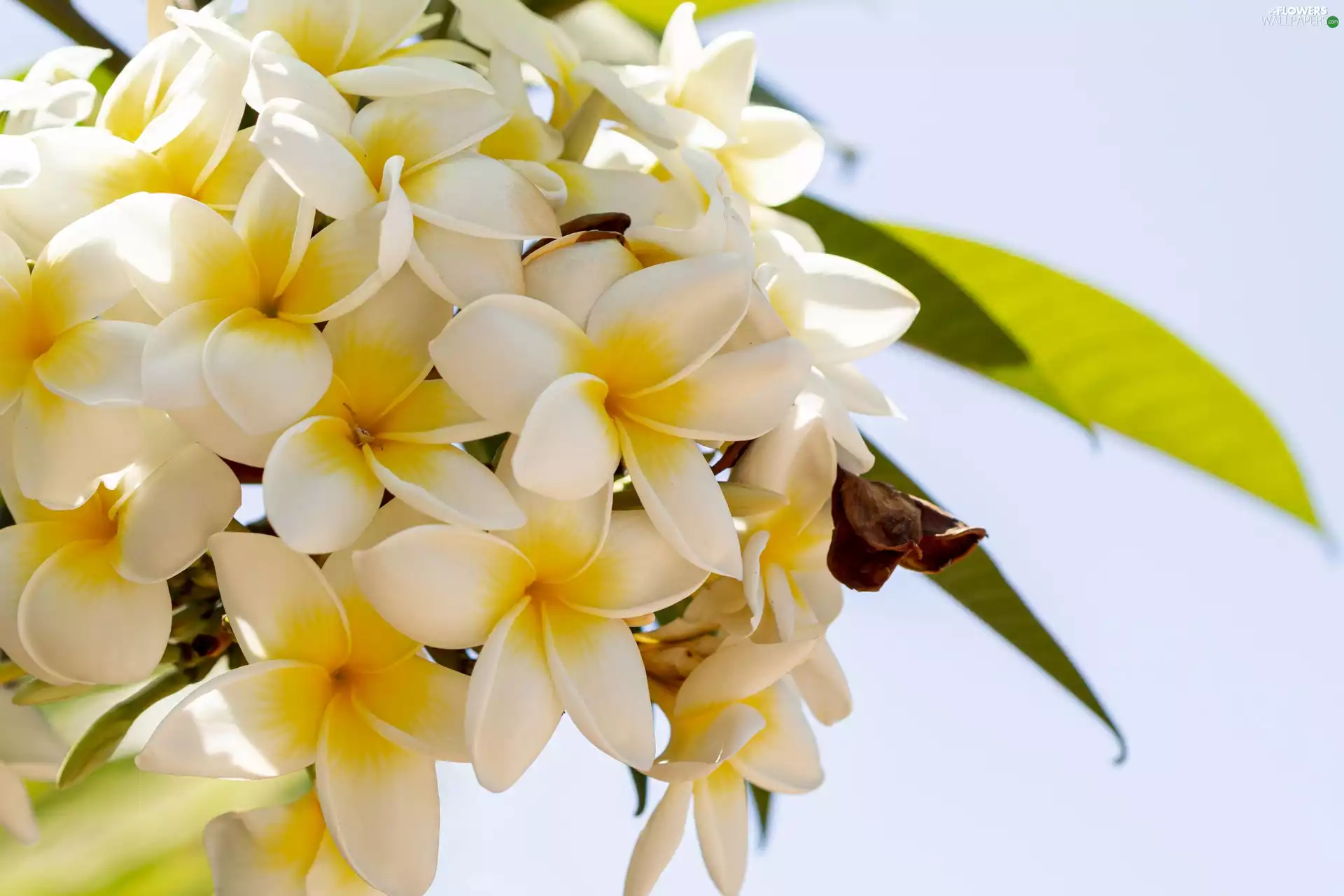 twig, Flowers, Plumeria
