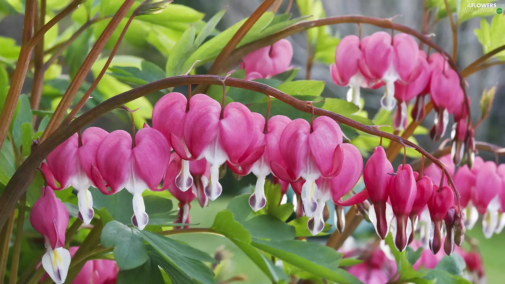 Bleeding Heart, Flowers, twig, Red-White
