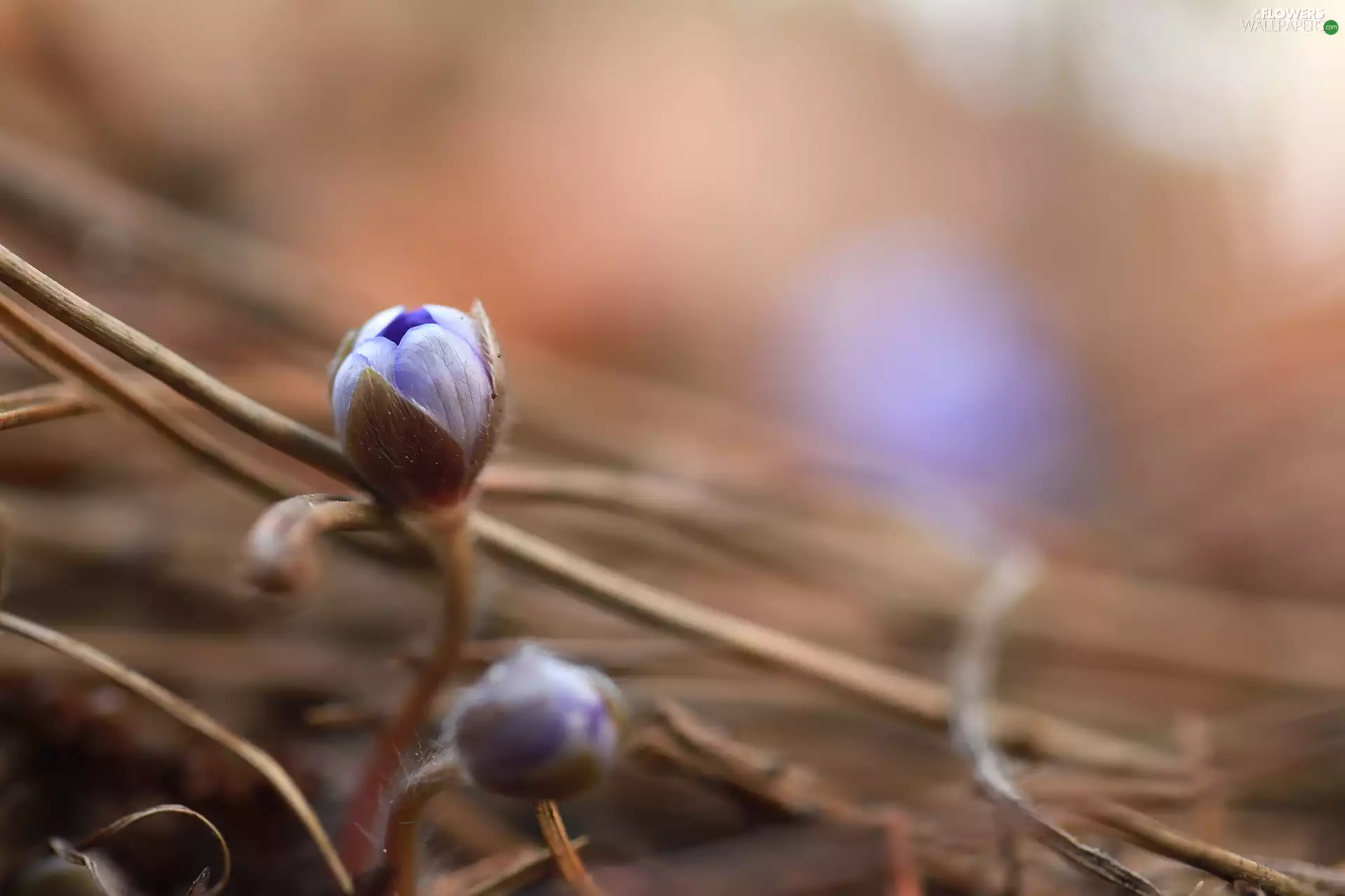 Twigs, Hepatica, Buds